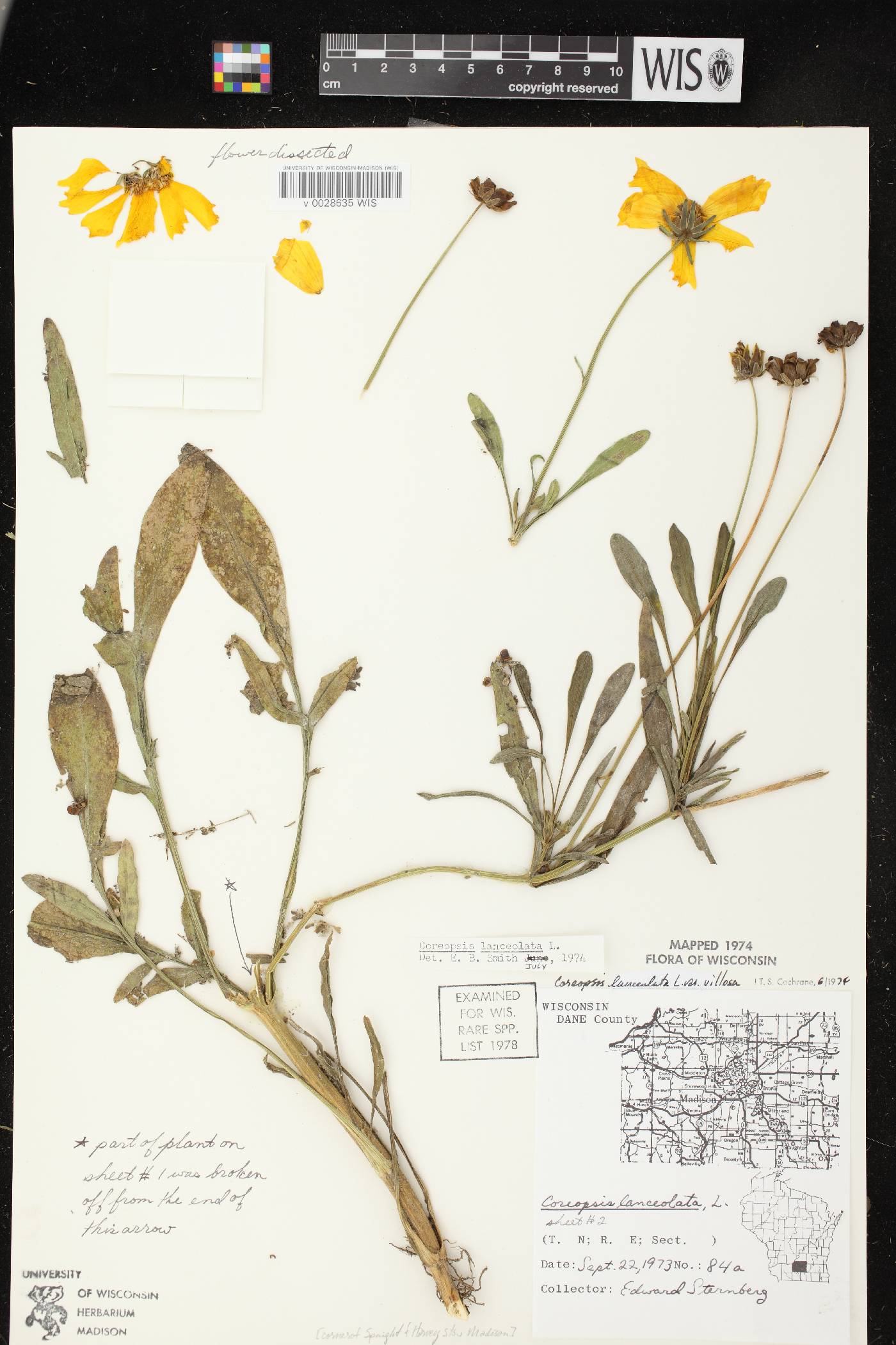 Coreopsis lanceolata image