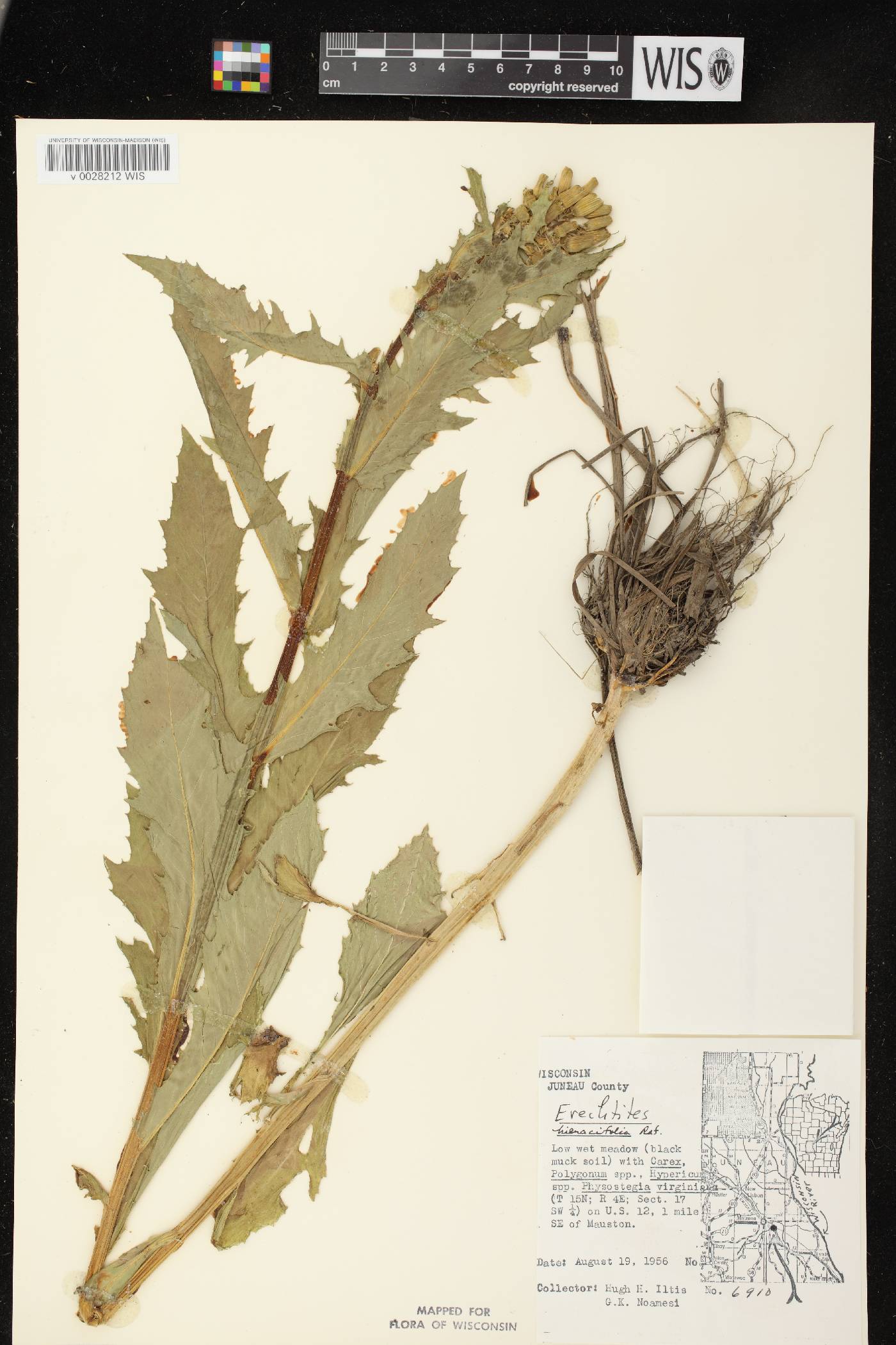 Erechtites hieracifolius image