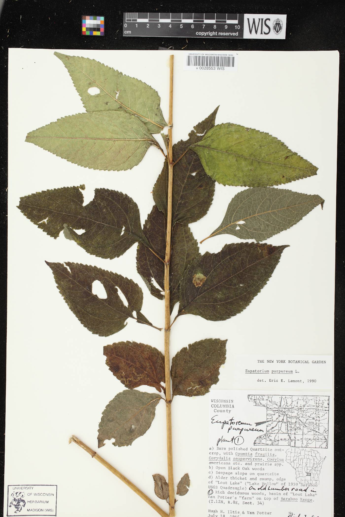 Eutrochium purpureum image