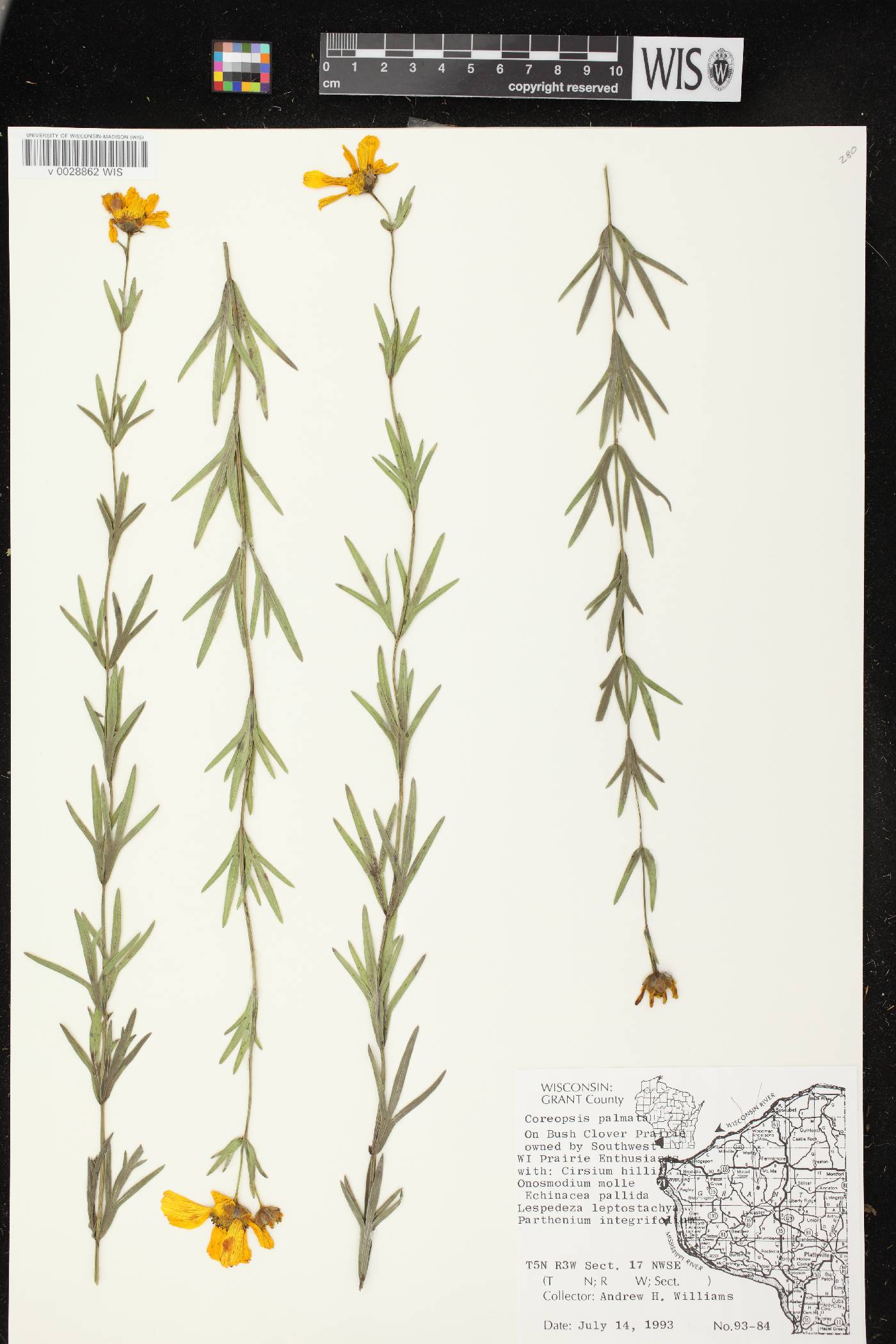 Coreopsis palmata image