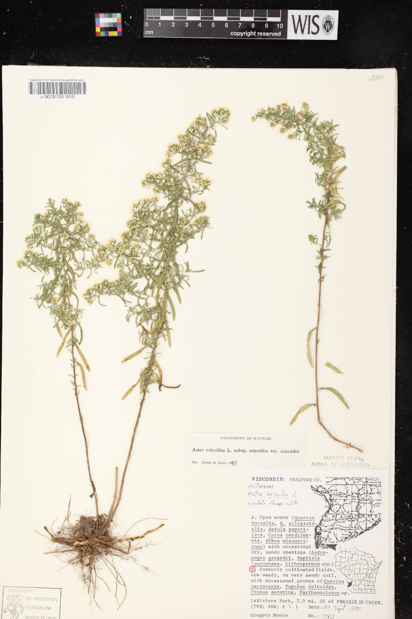 Symphyotrichum ericoides var. ericoides image