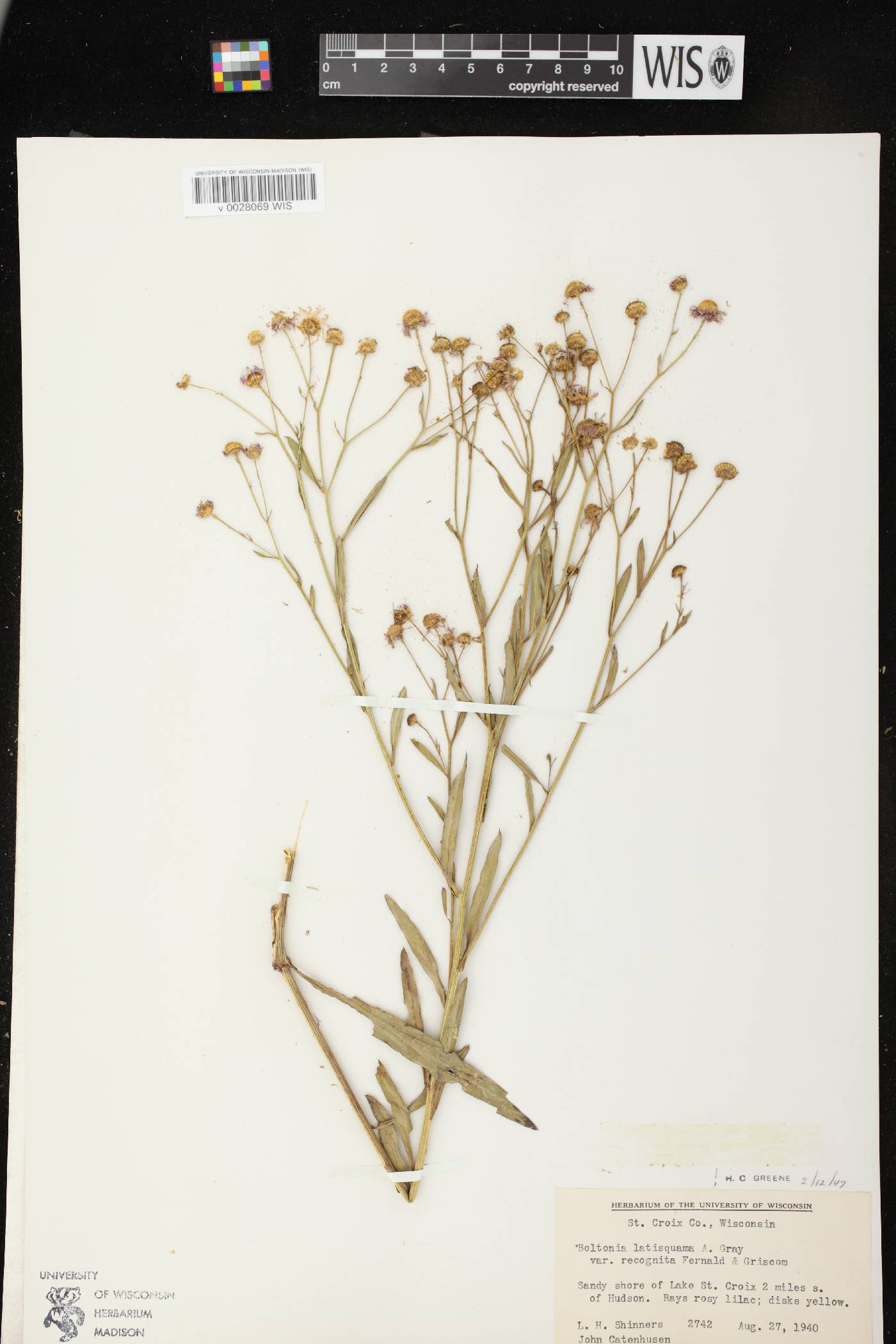 Boltonia asteroides var. recognita image