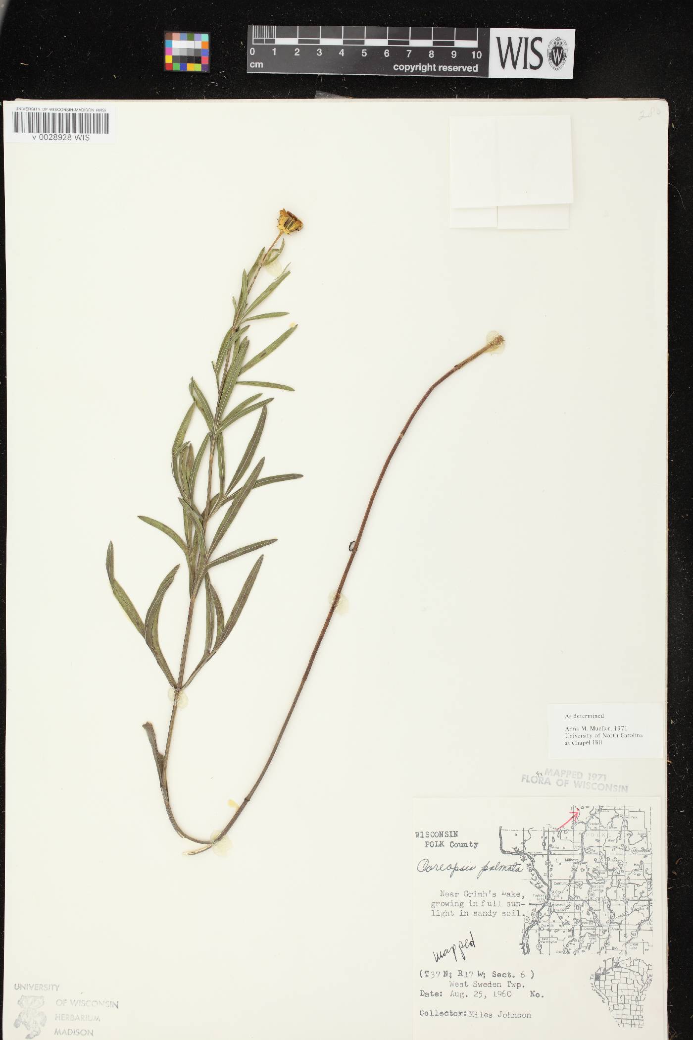 Coreopsis palmata image