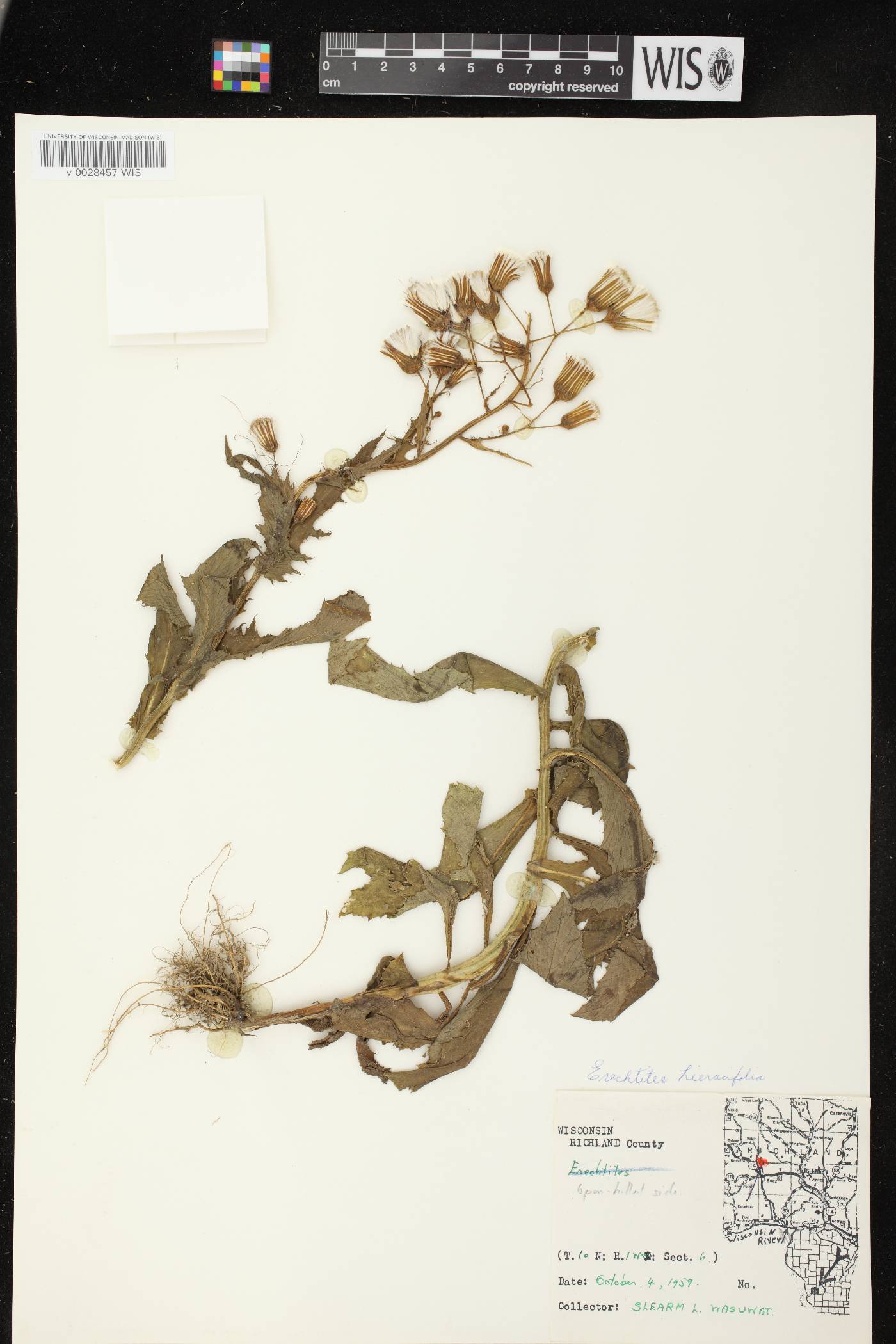 Erechtites hieracifolius image