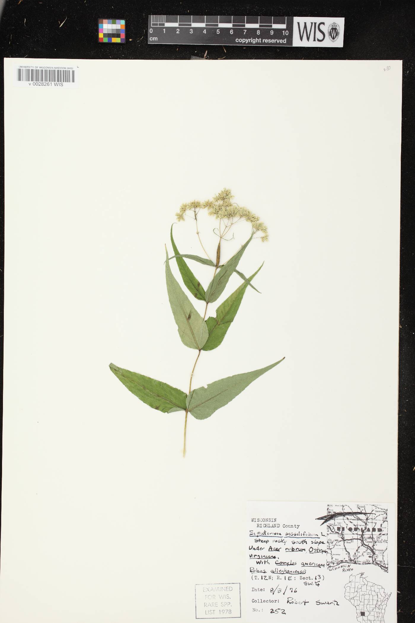 Eupatorium sessilifolium image