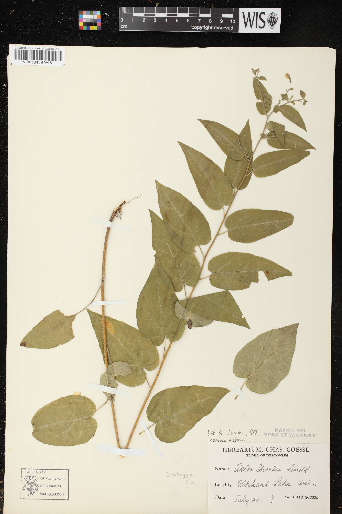 Symphyotrichum shortii image