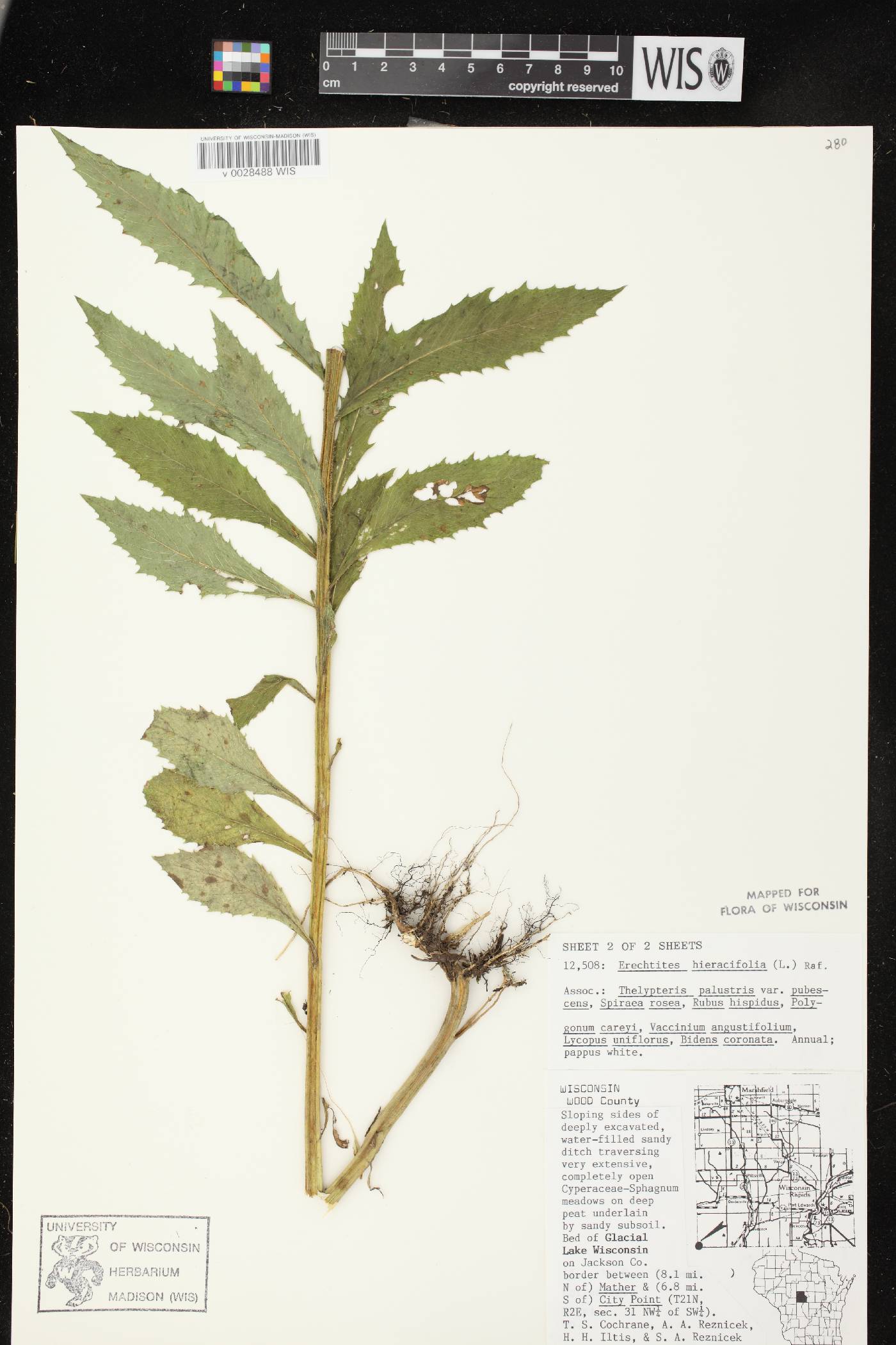 Erechtites hieracifolius image
