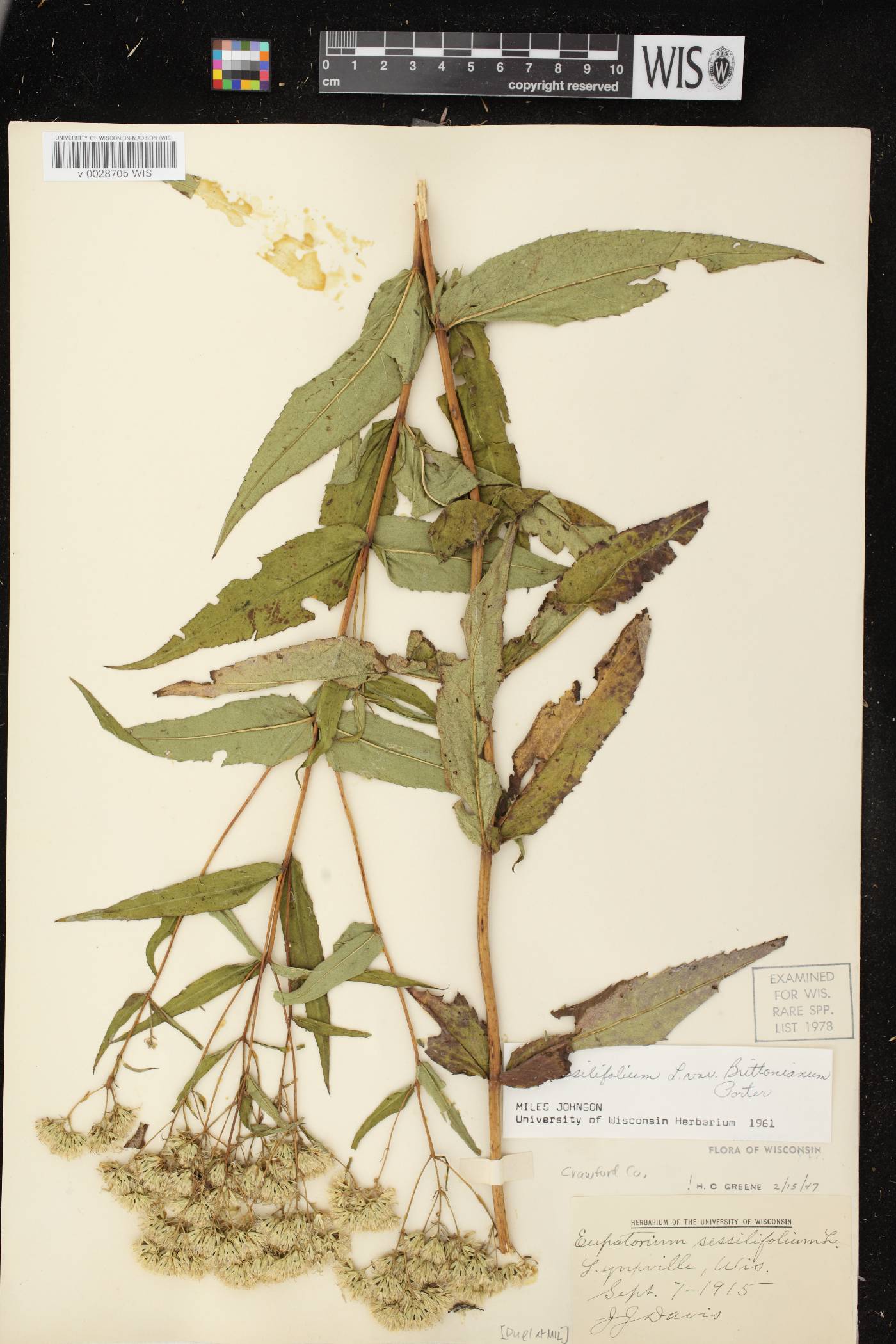 Eupatorium sessilifolium image