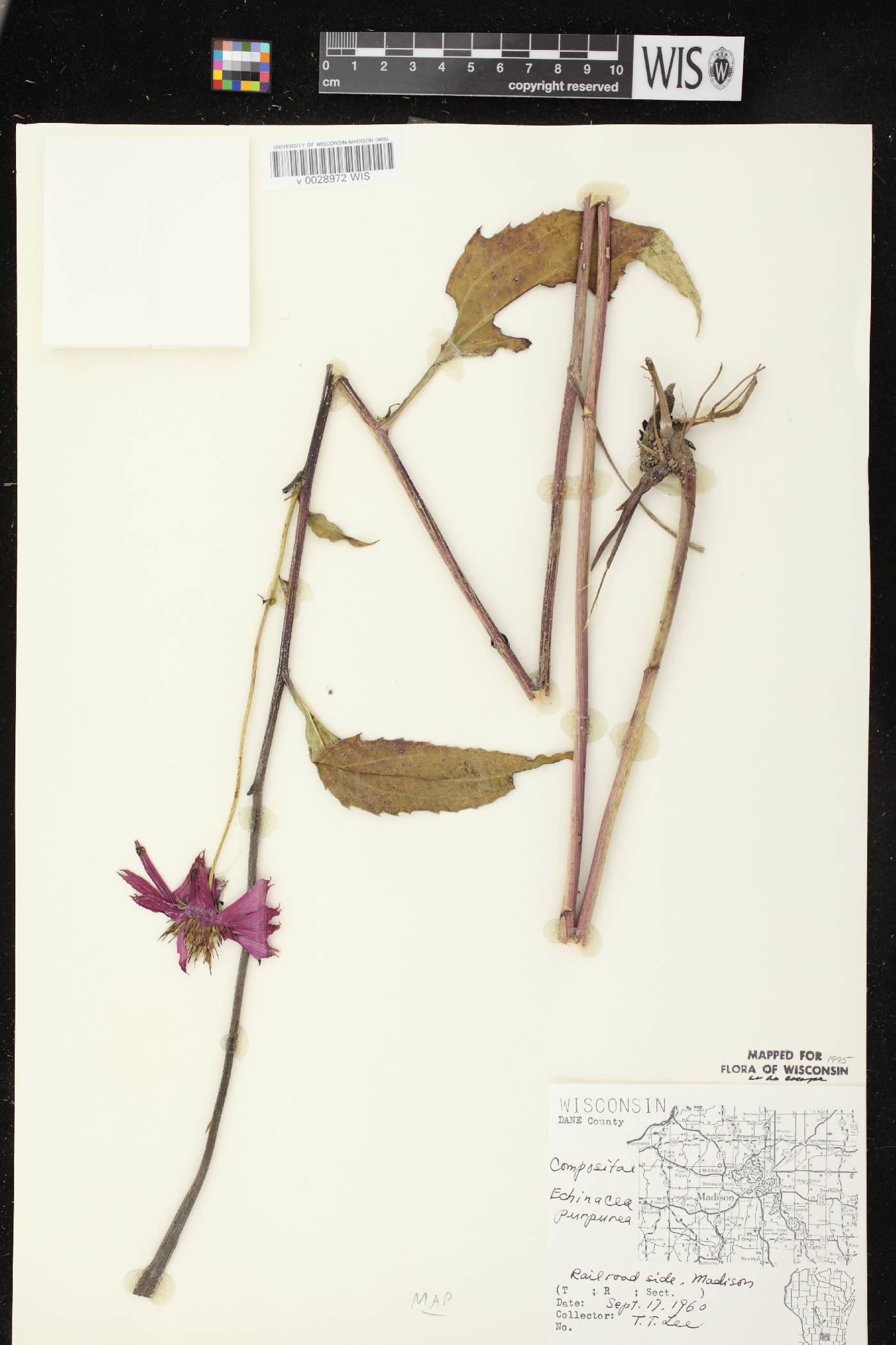 Echinacea purpurea image