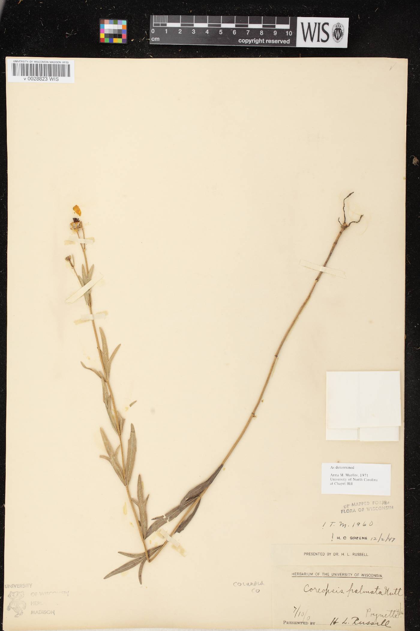 Coreopsis palmata image