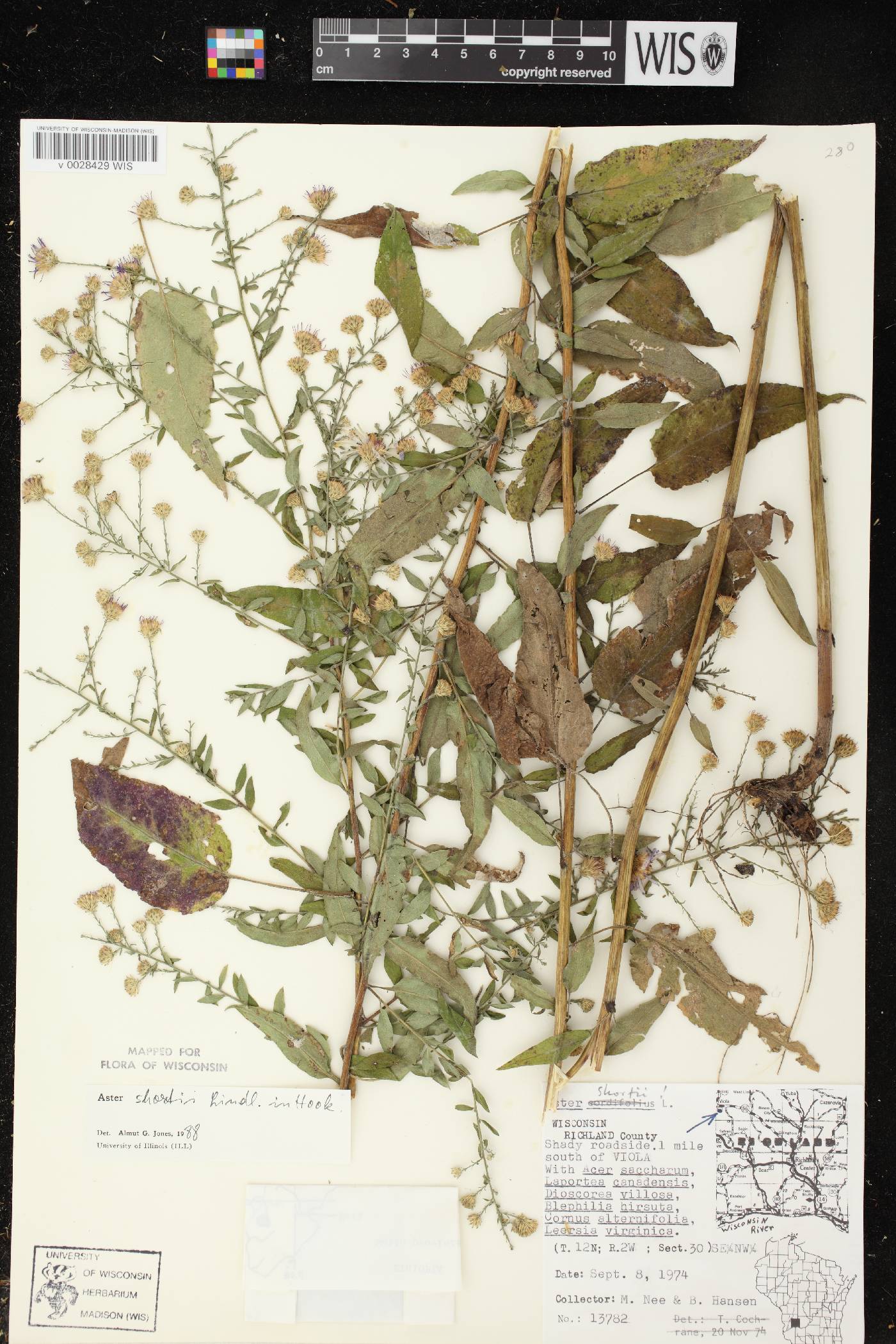 Symphyotrichum shortii image