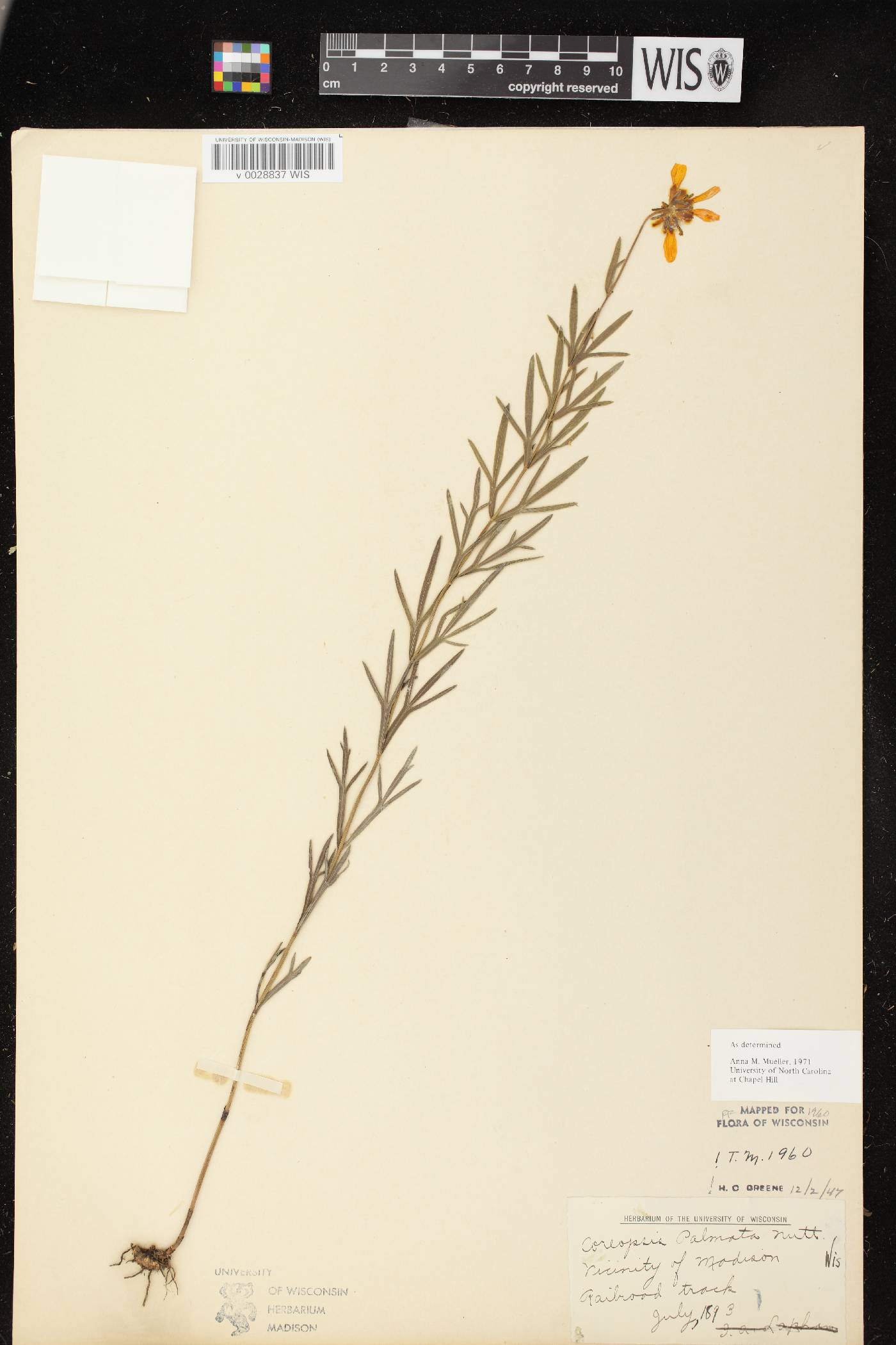 Coreopsis palmata image