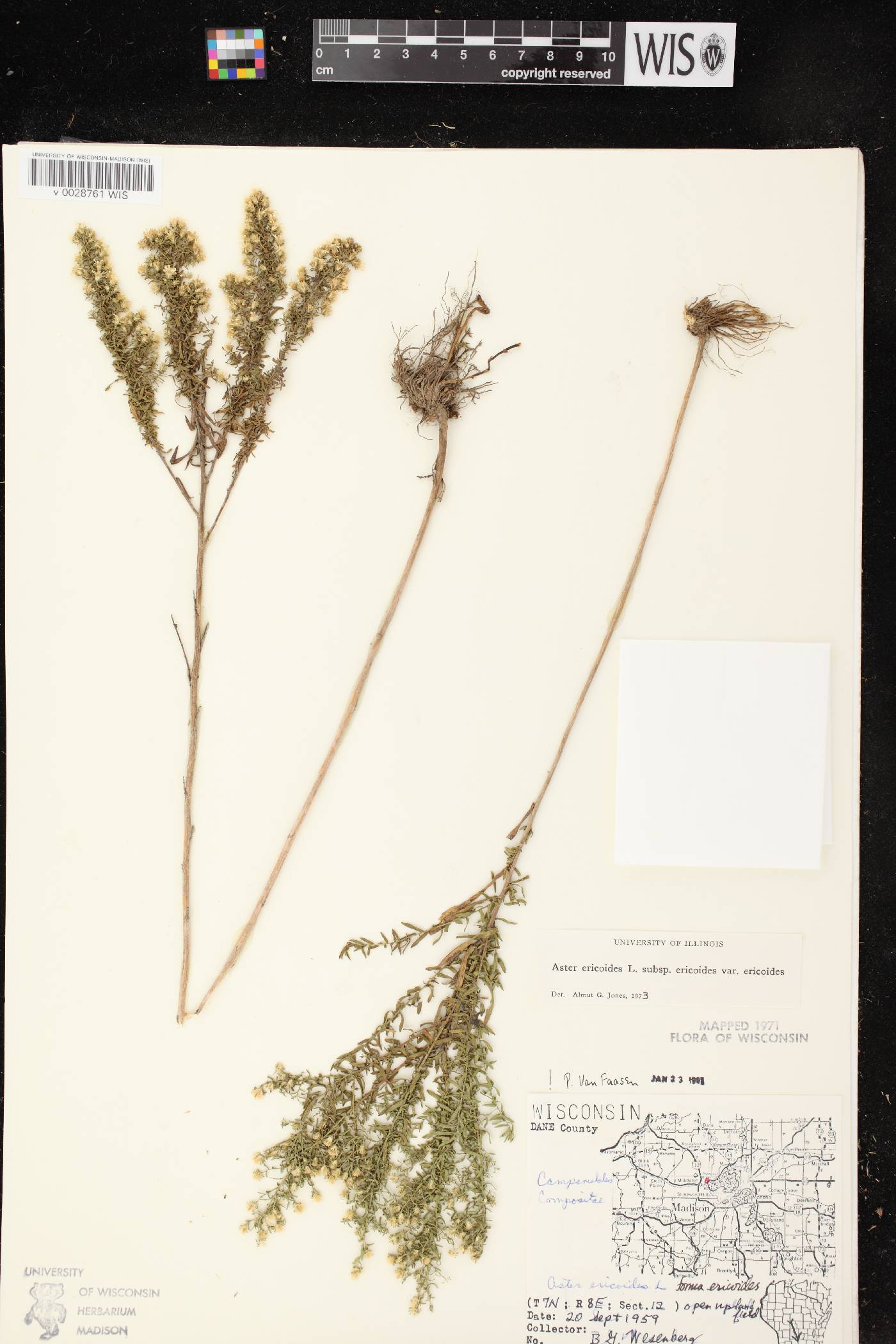 Symphyotrichum ericoides image