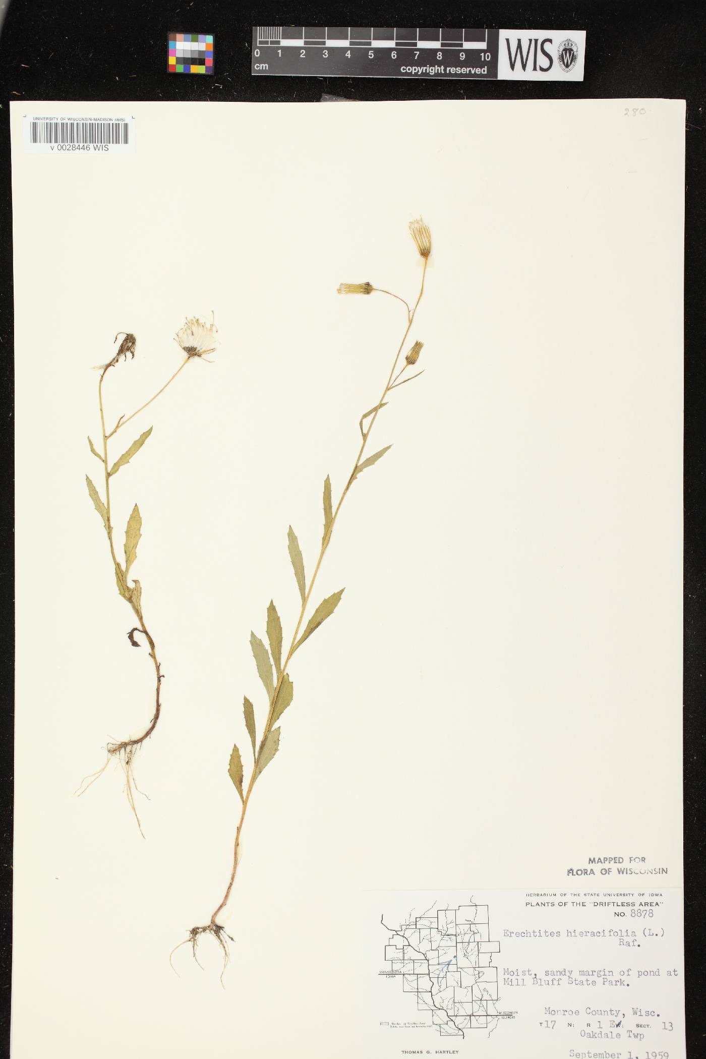 Erechtites hieracifolius image
