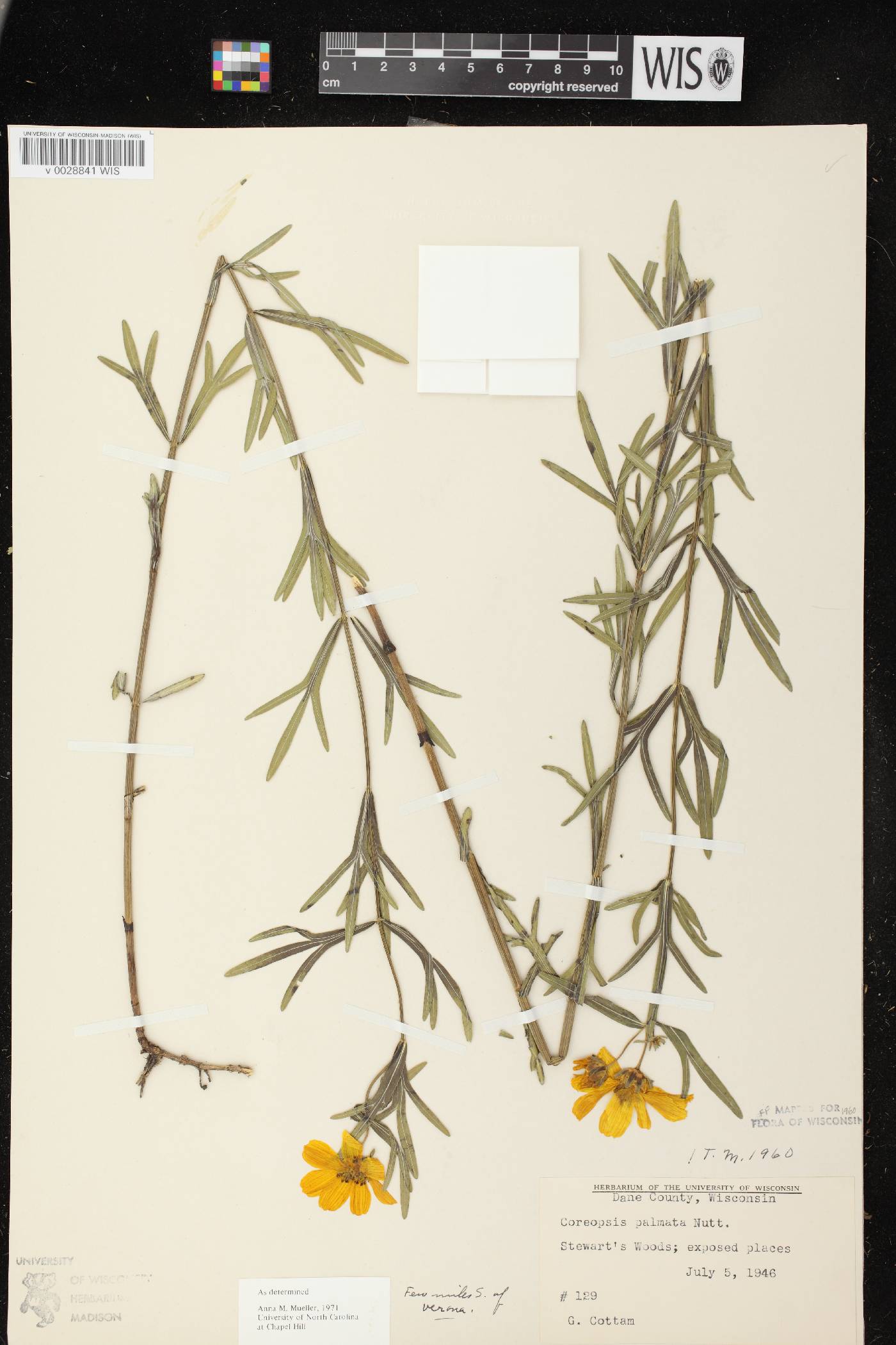Coreopsis palmata image