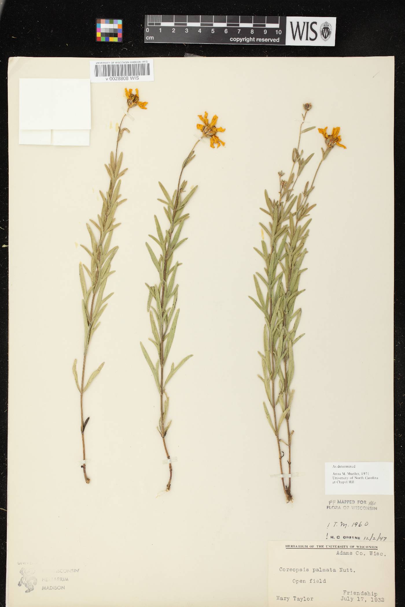 Coreopsis palmata image