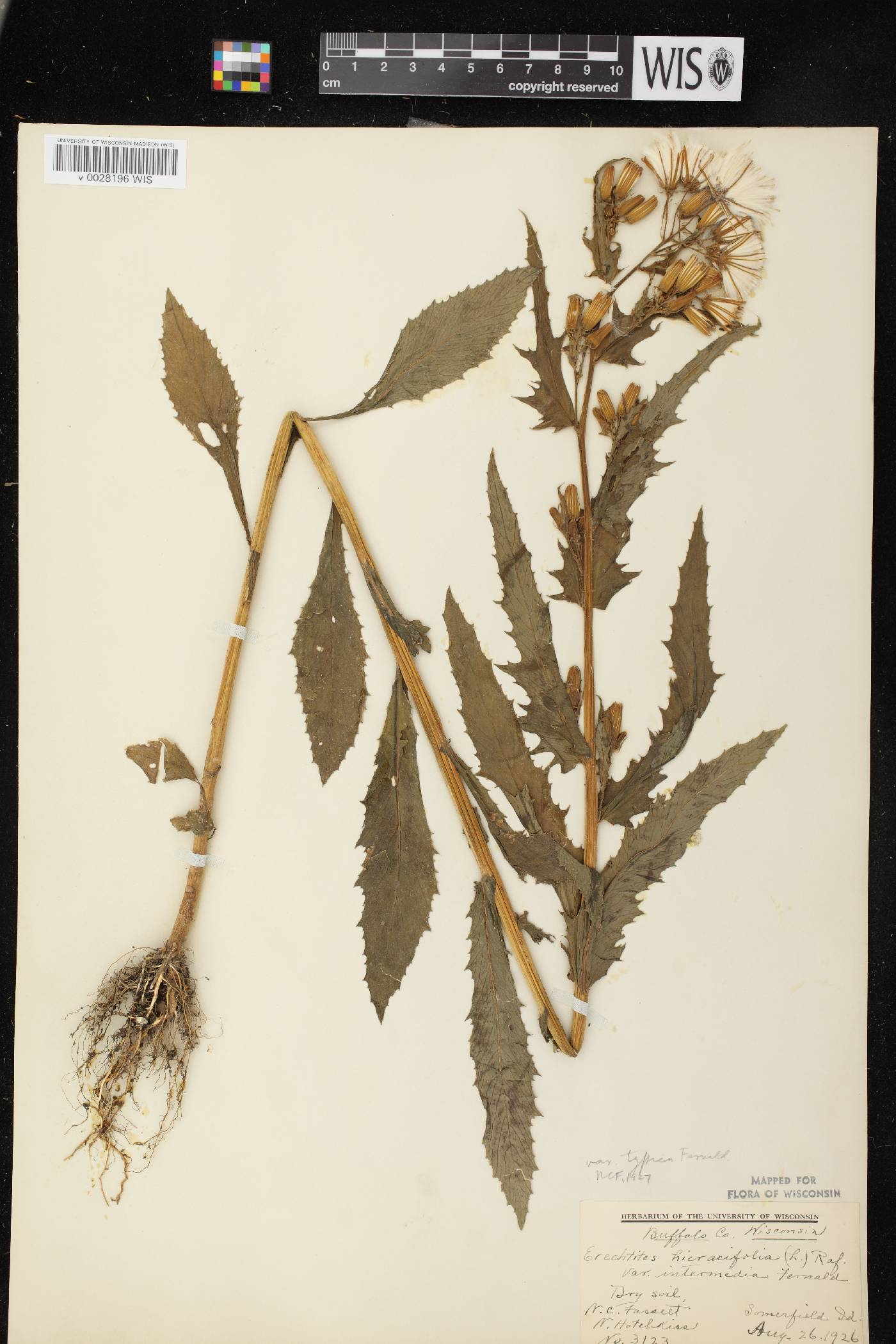 Erechtites hieracifolius image