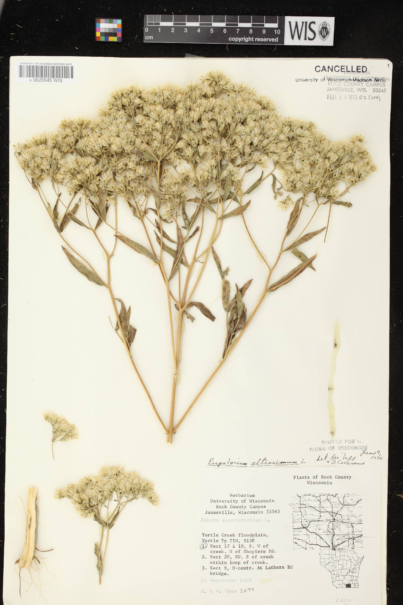 Eupatorium altissimum image