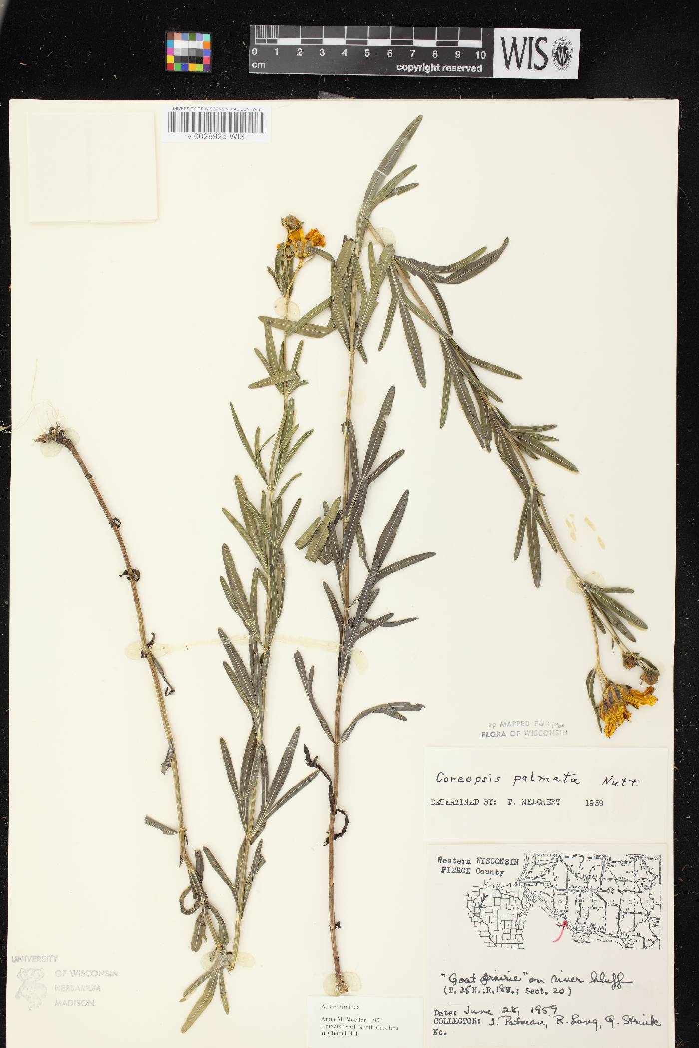 Coreopsis palmata image