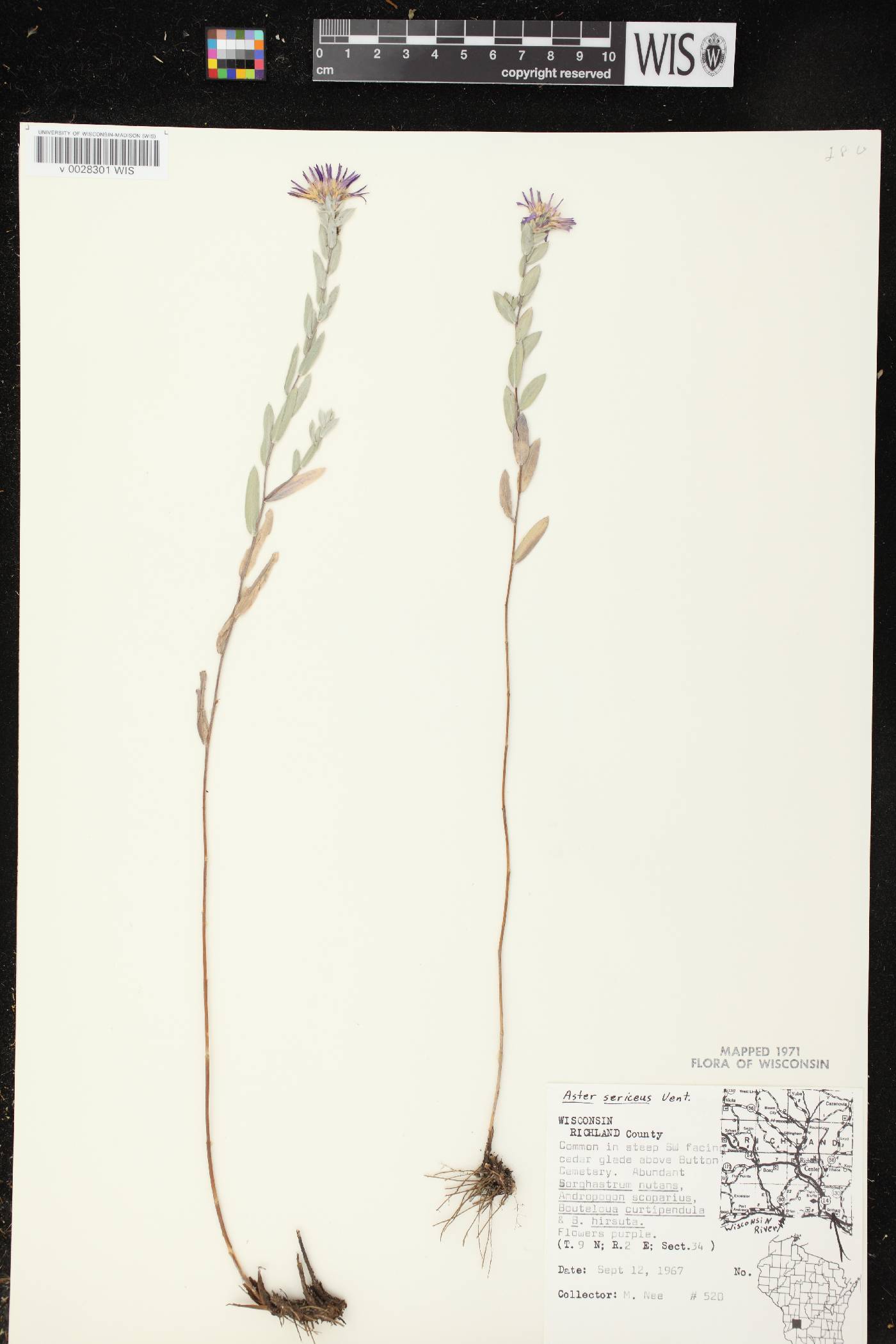 Symphyotrichum sericeum image