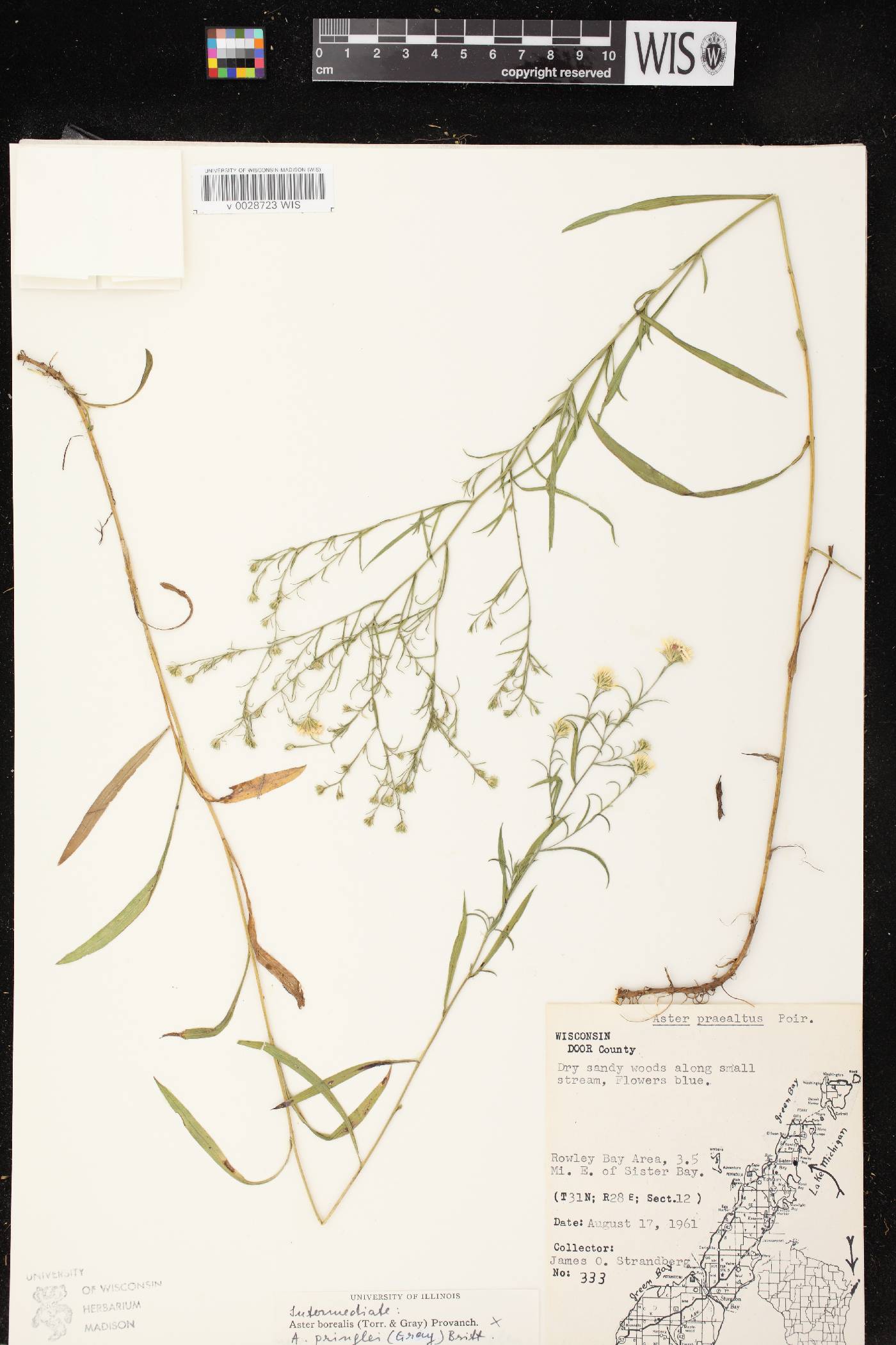 Symphyotrichum boreale image
