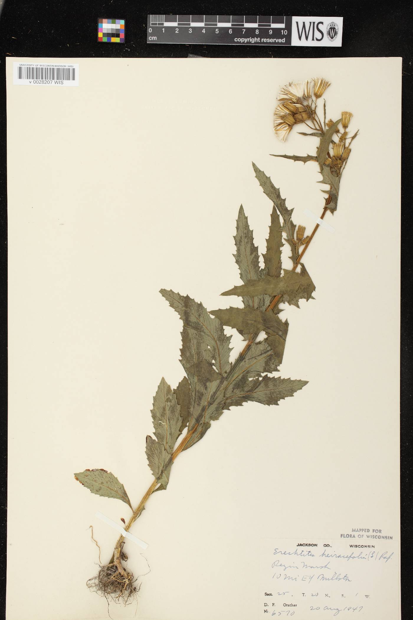 Erechtites hieracifolius image