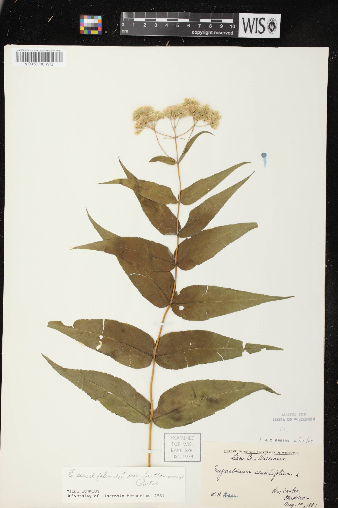 Eupatorium sessilifolium image