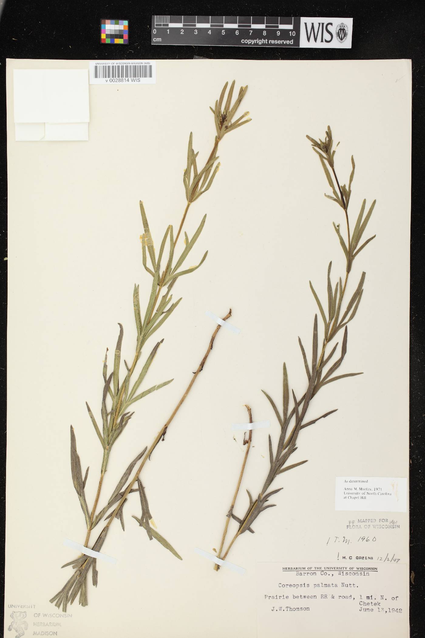 Coreopsis palmata image
