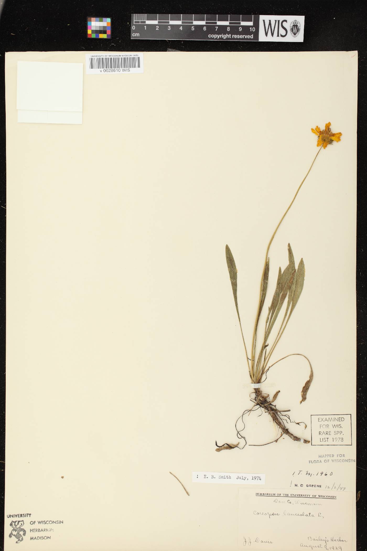 Coreopsis lanceolata image