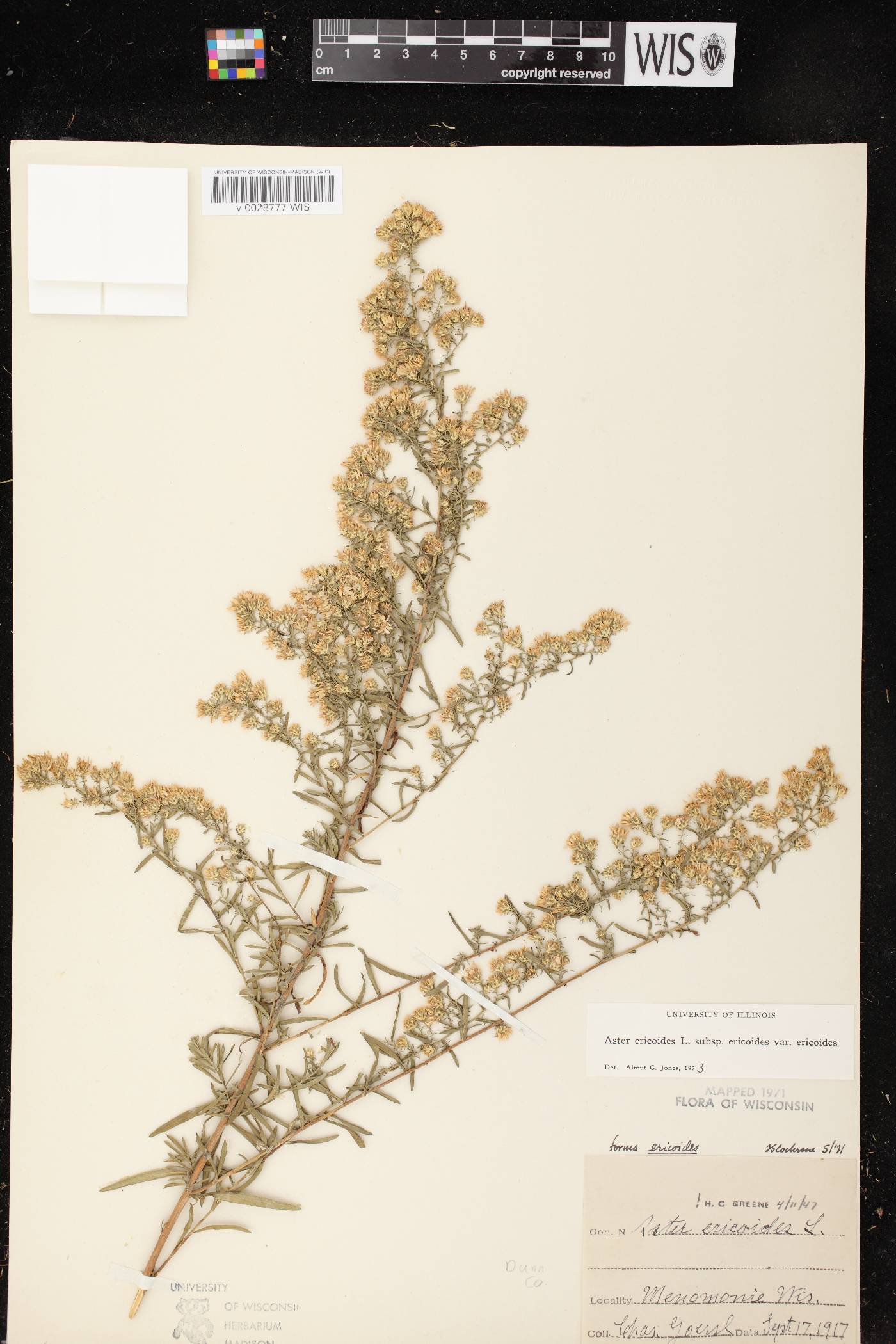 Symphyotrichum ericoides image