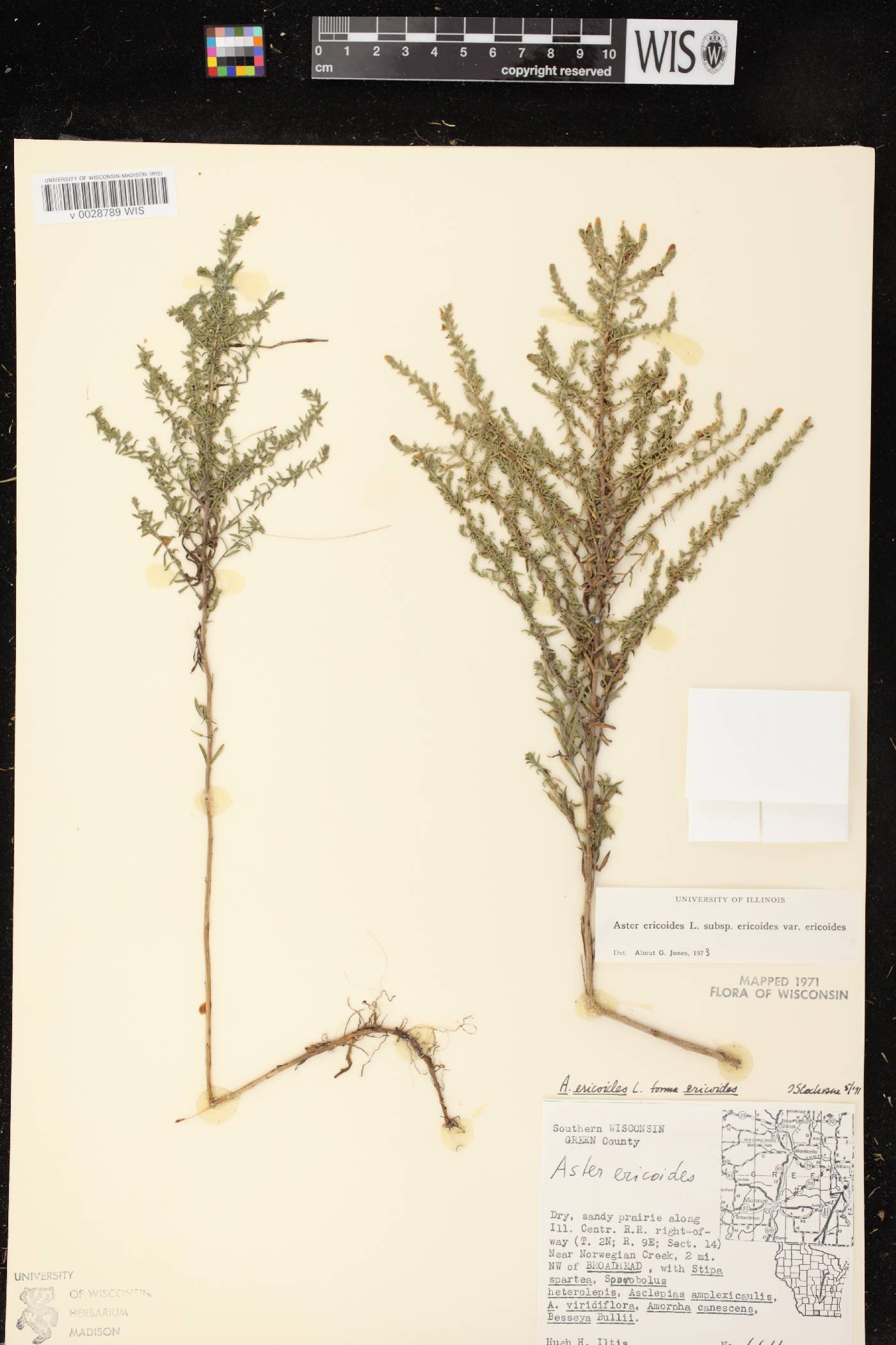 Symphyotrichum ericoides var. ericoides image