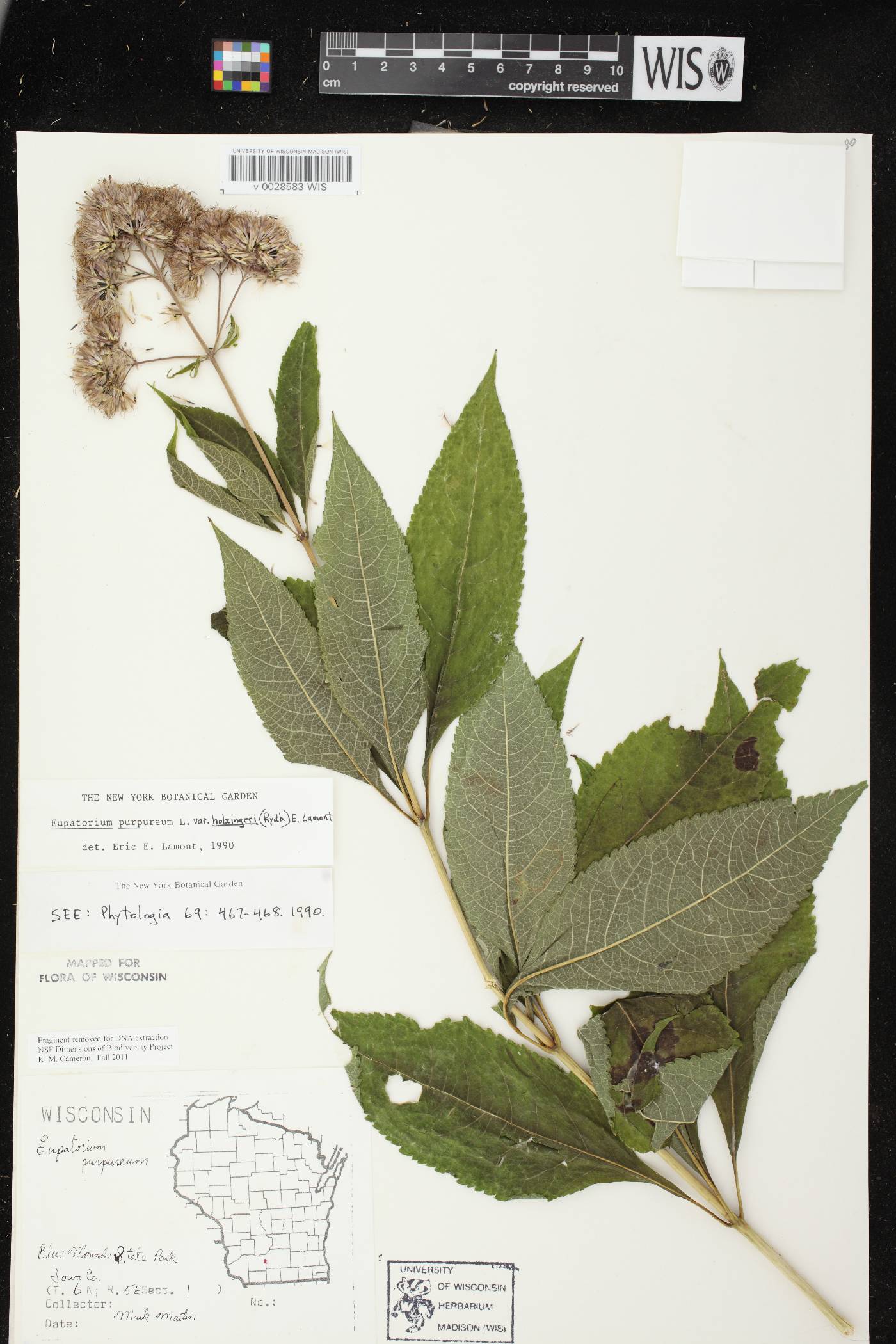 Eutrochium purpureum image