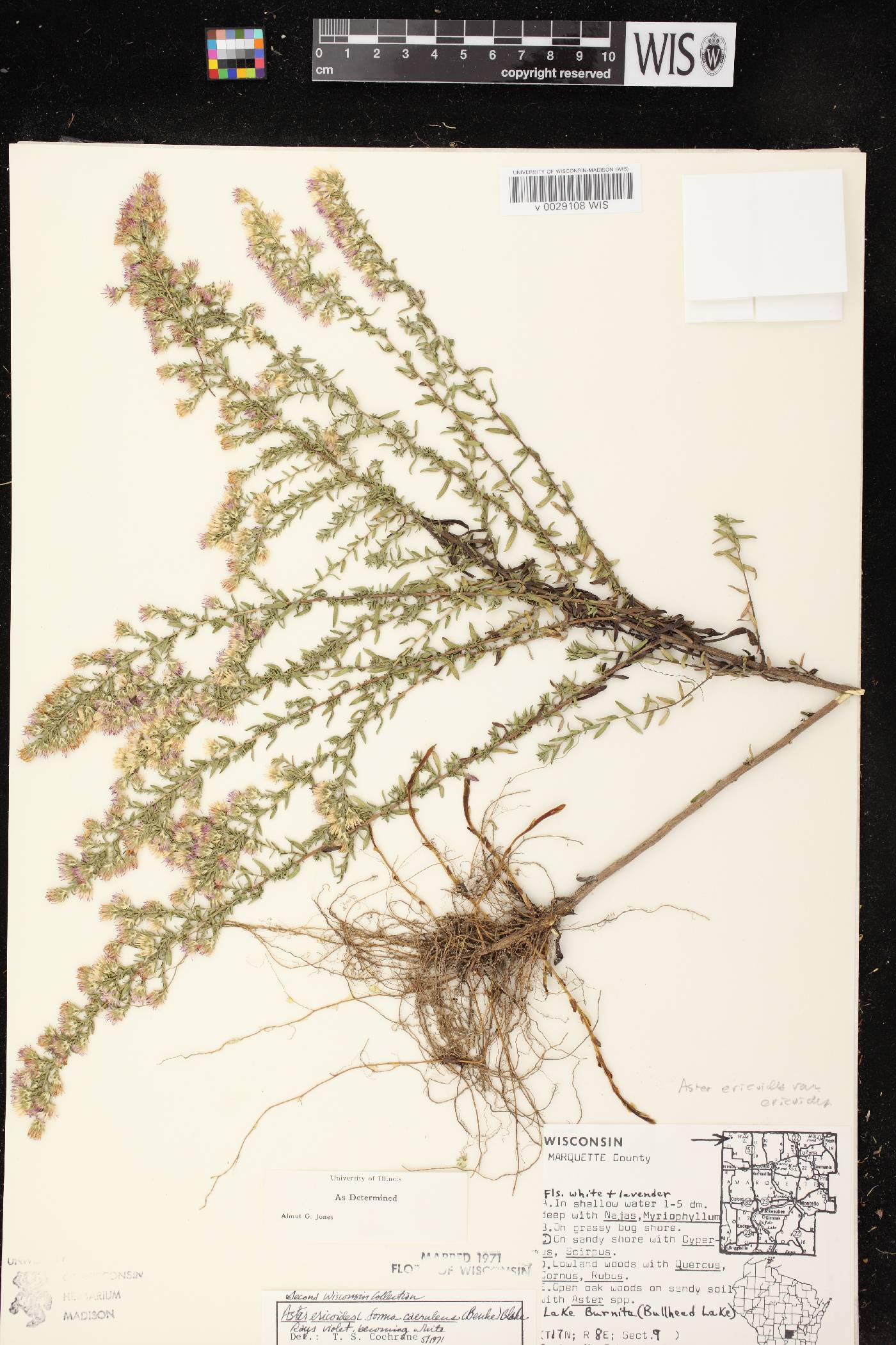 Symphyotrichum ericoides var. ericoides image
