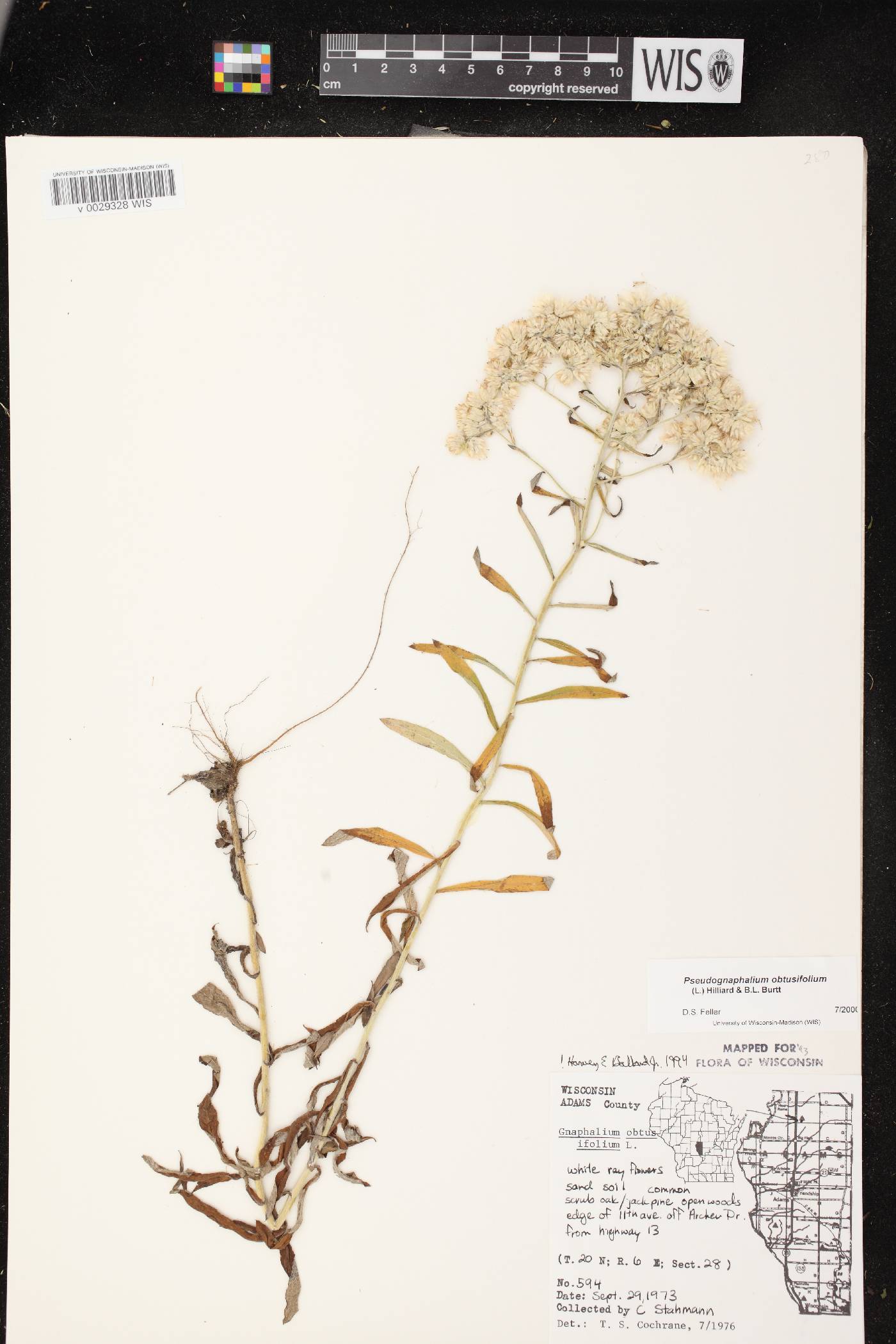 Pseudognaphalium obtusifolium image
