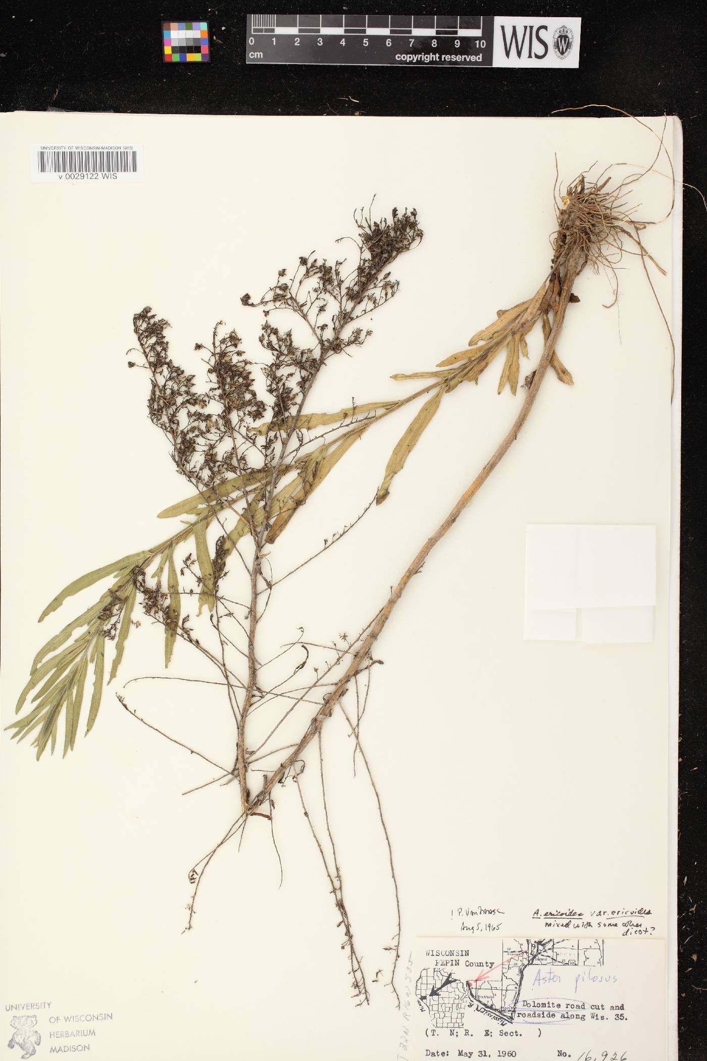 Symphyotrichum ericoides image