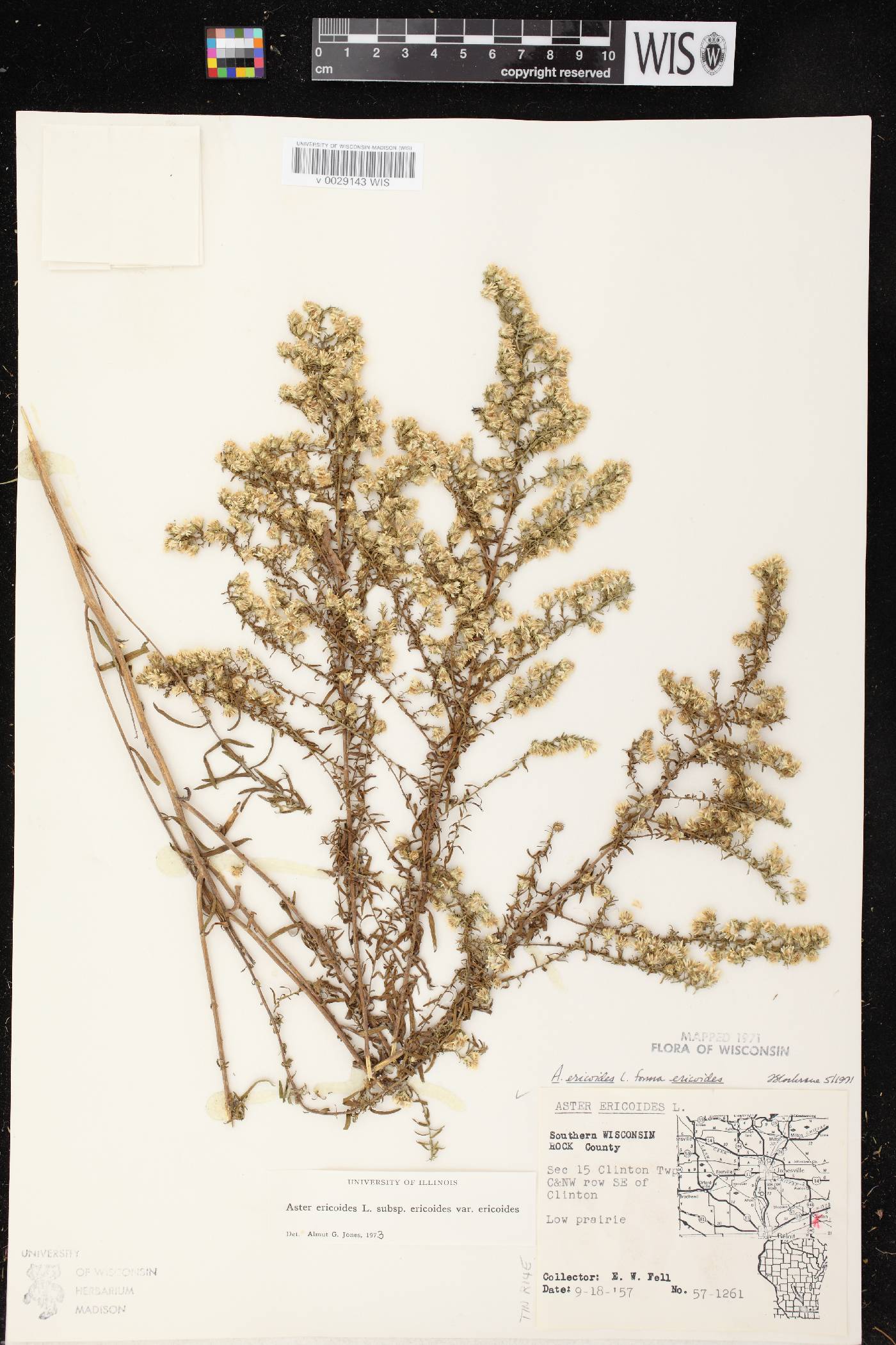 Symphyotrichum ericoides var. ericoides image