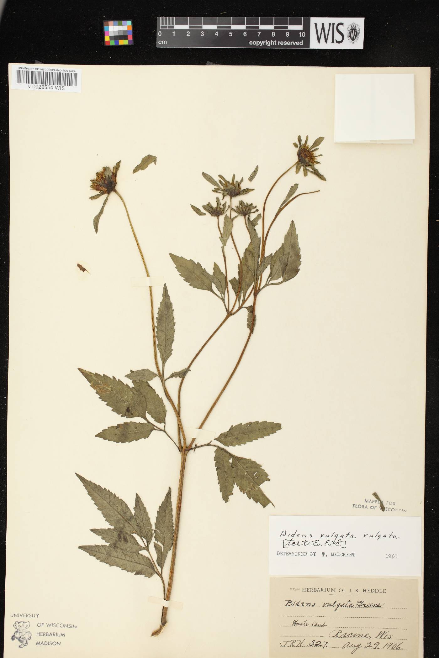 Bidens vulgata image