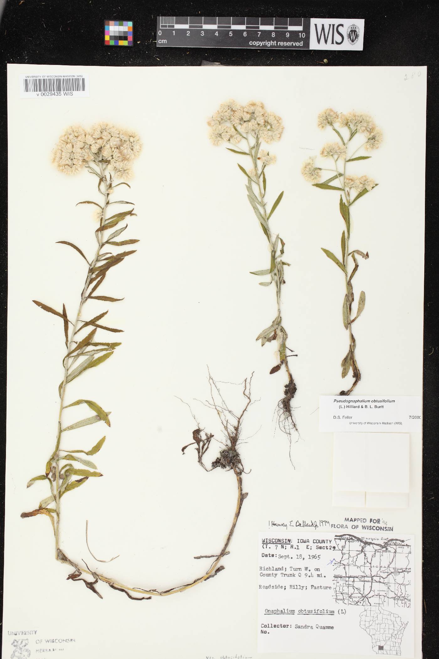 Pseudognaphalium obtusifolium image