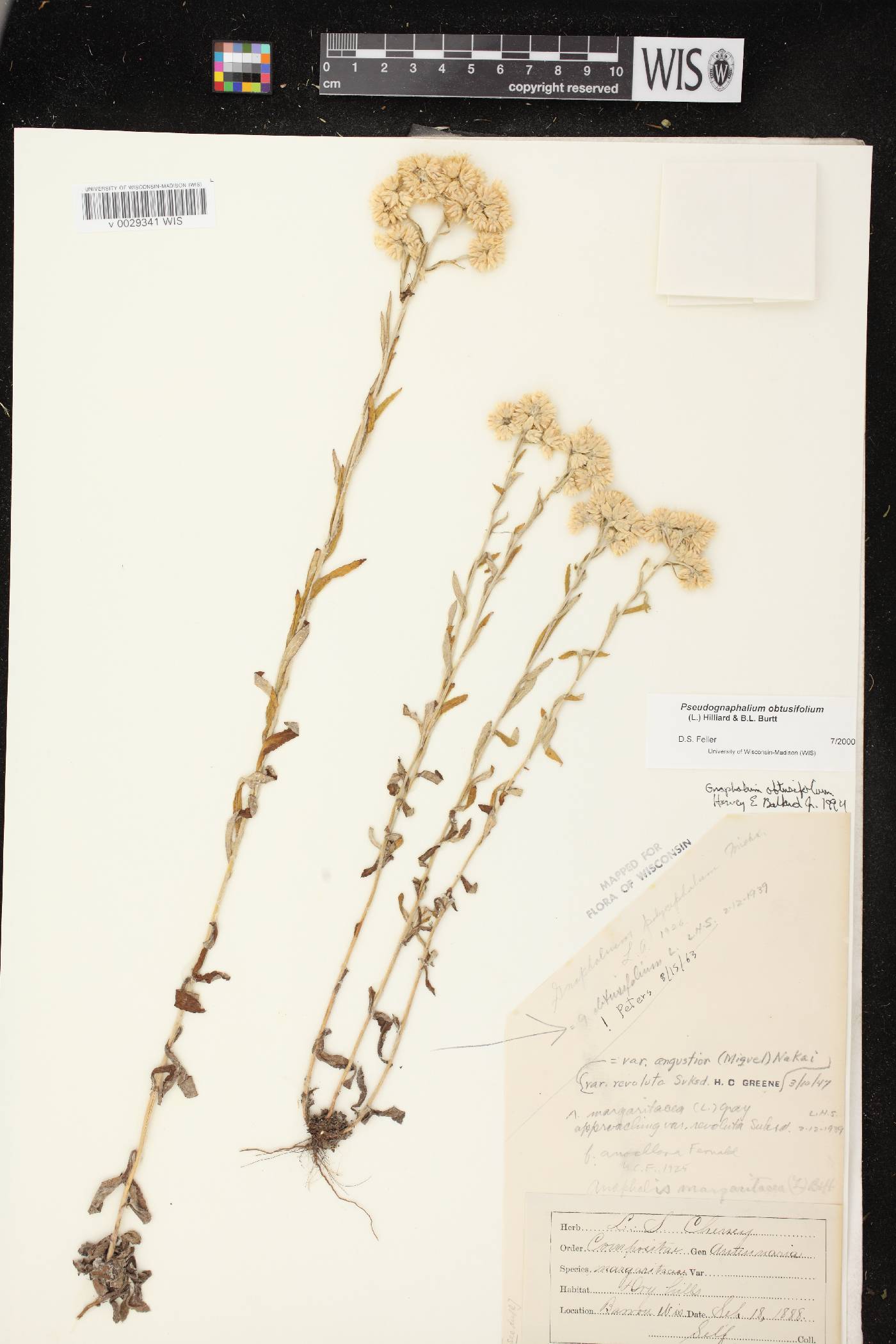Pseudognaphalium obtusifolium image