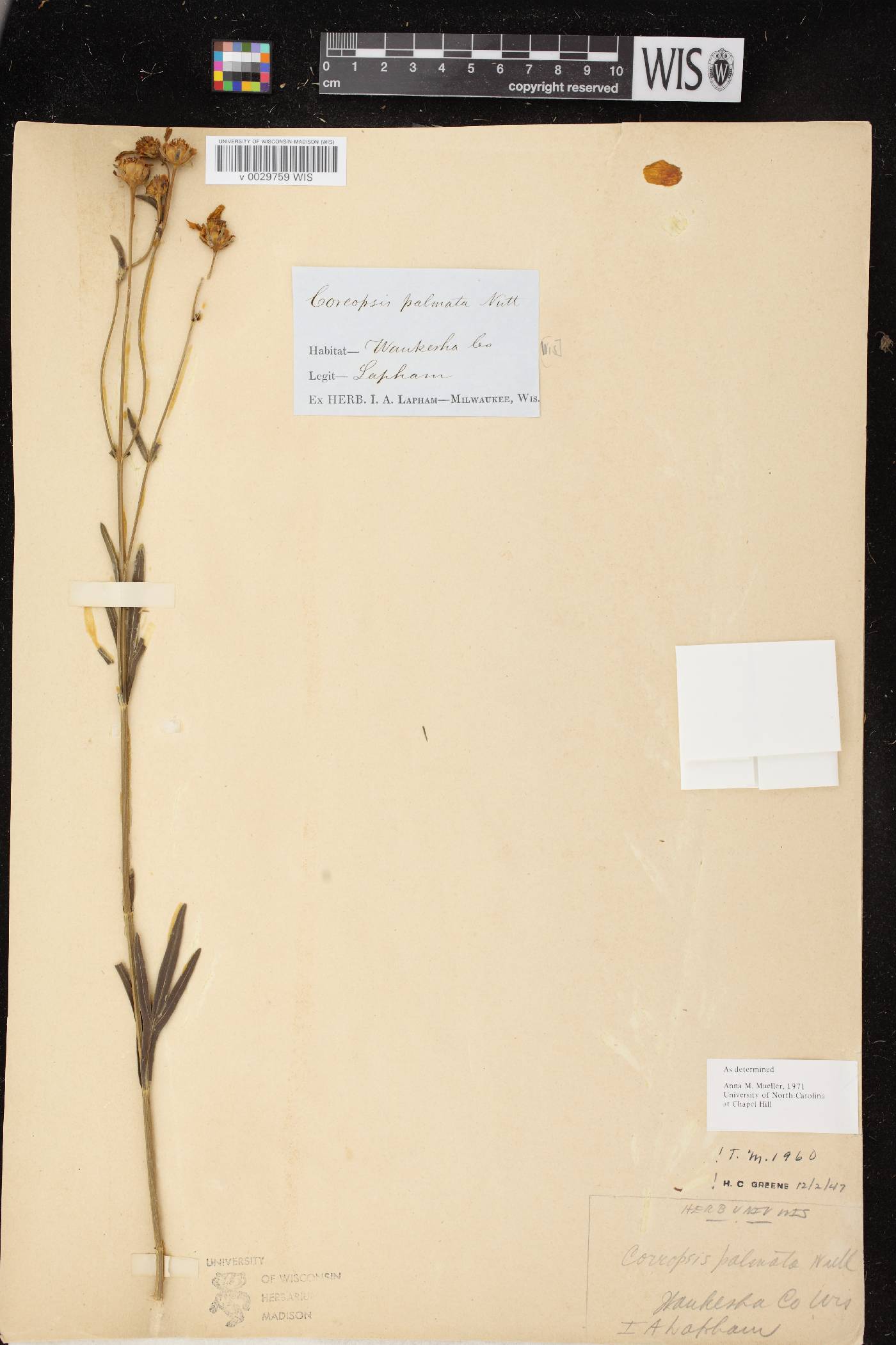 Coreopsis palmata image