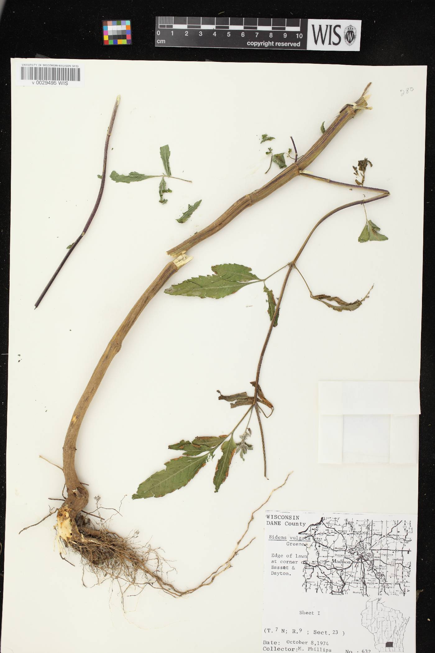 Bidens vulgata image