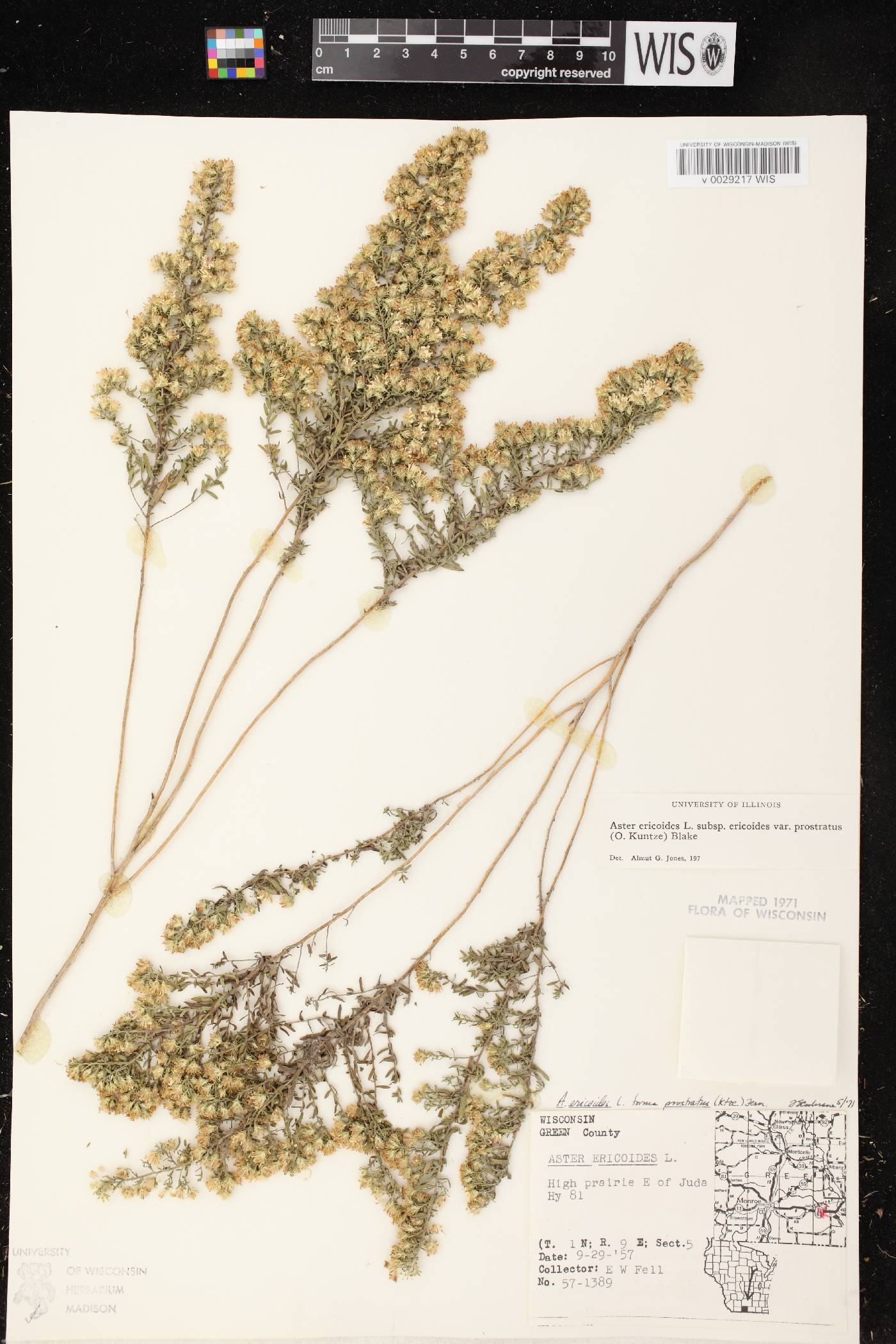 Symphyotrichum ericoides var. ericoides image