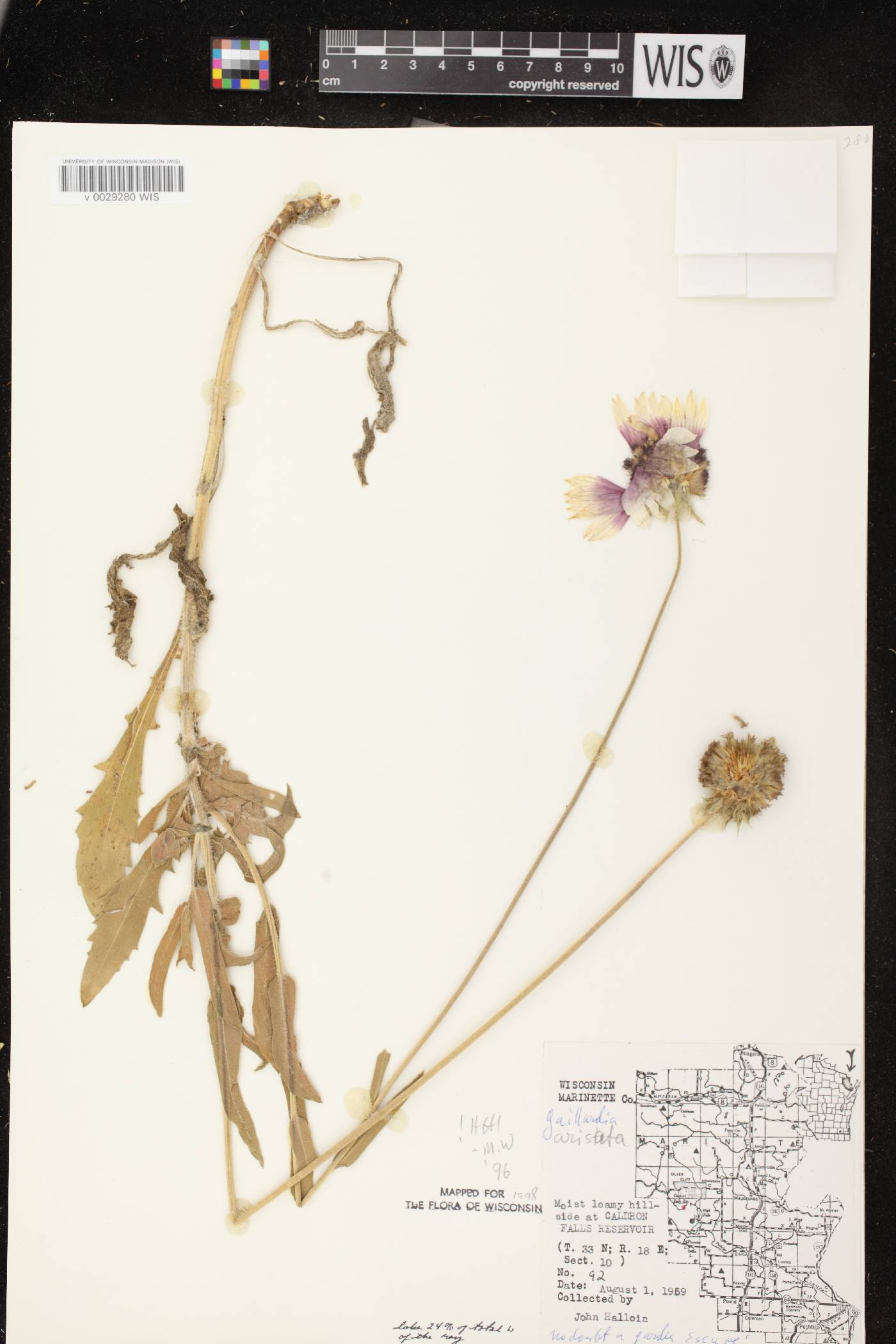 Gaillardia aristata image
