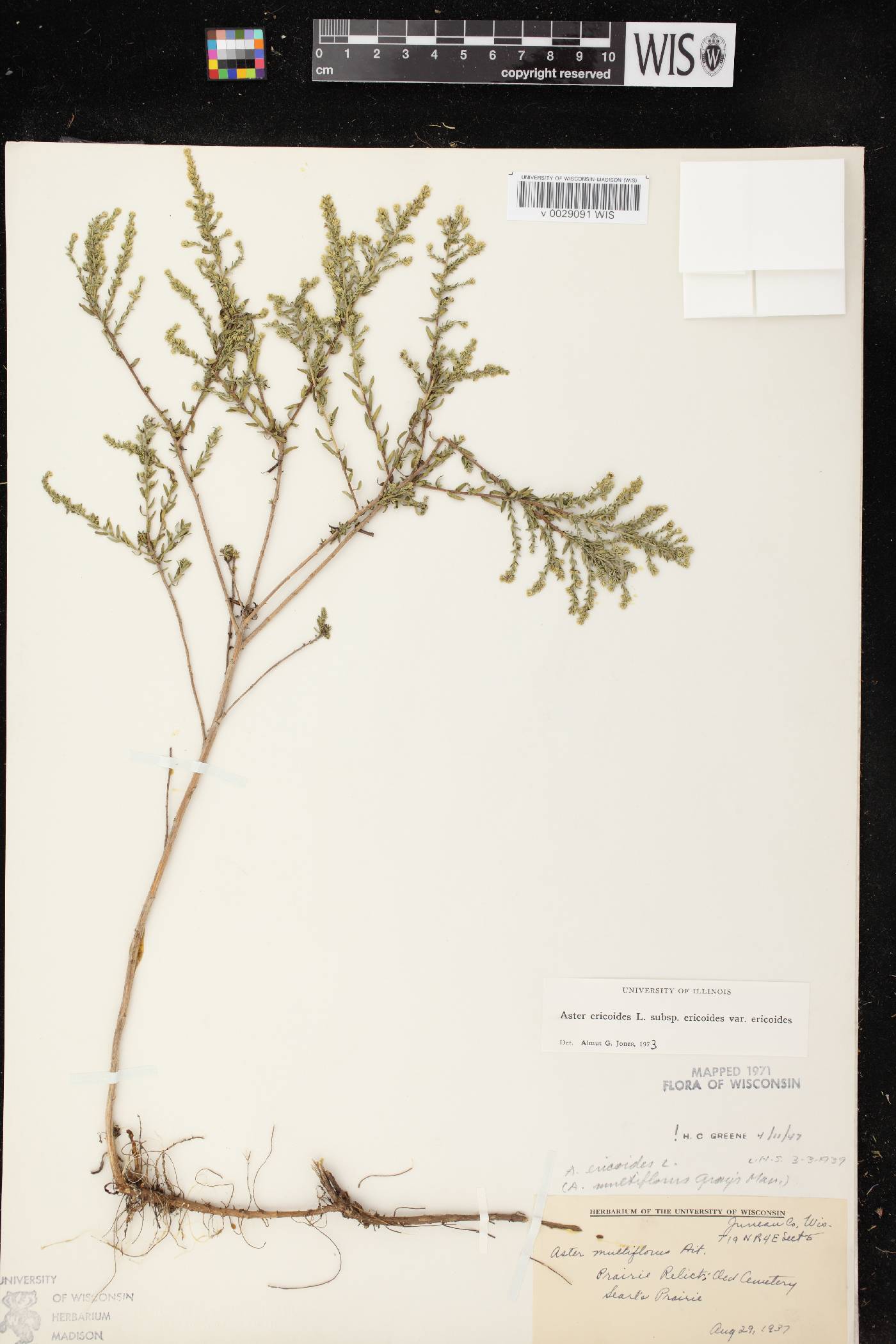 Symphyotrichum ericoides var. ericoides image