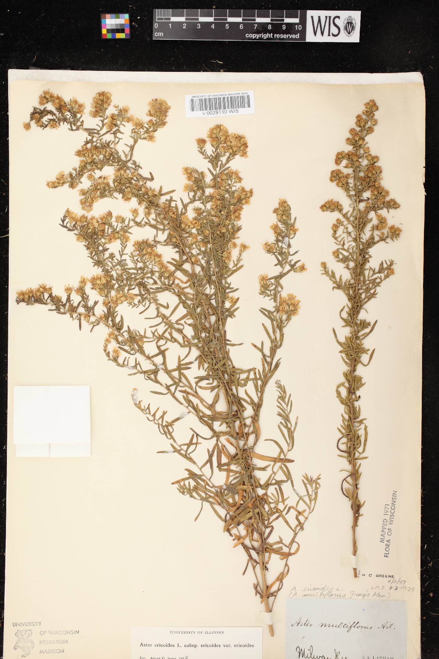 Symphyotrichum ericoides var. ericoides image