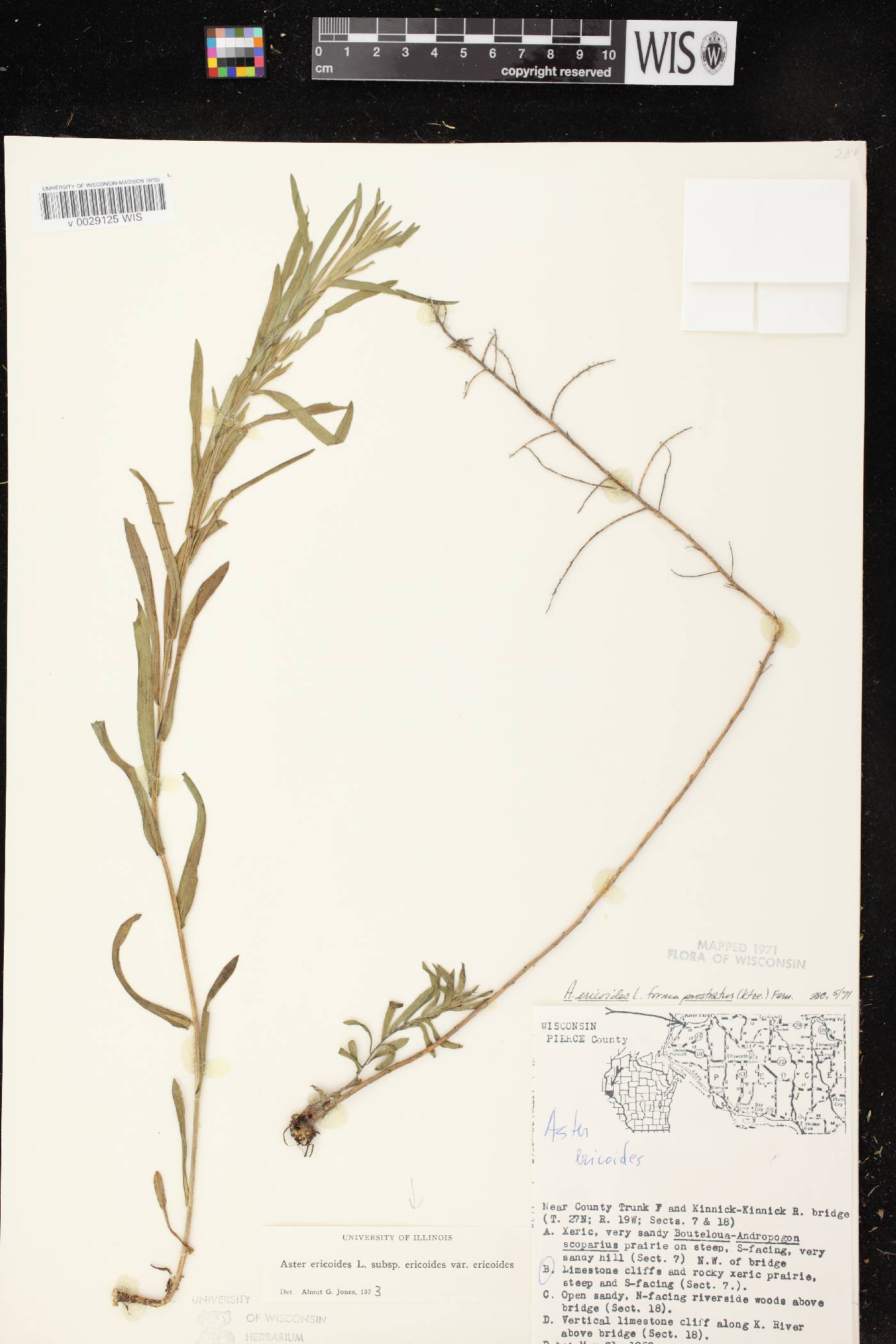 Symphyotrichum ericoides var. ericoides image
