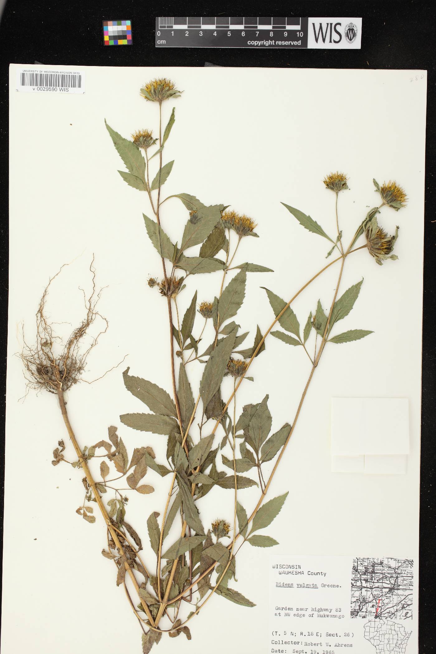 Bidens vulgata image