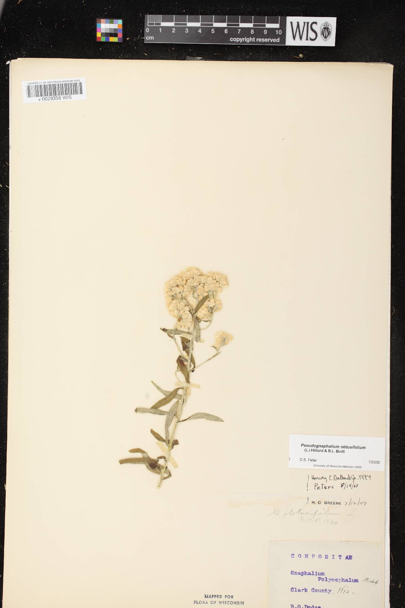 Pseudognaphalium obtusifolium image
