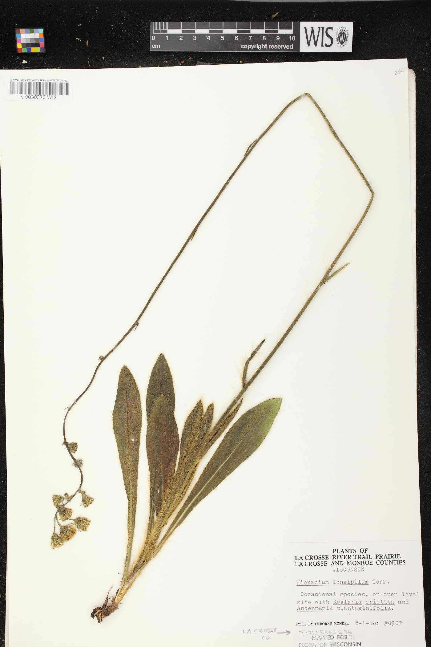 Hieracium longipilum image