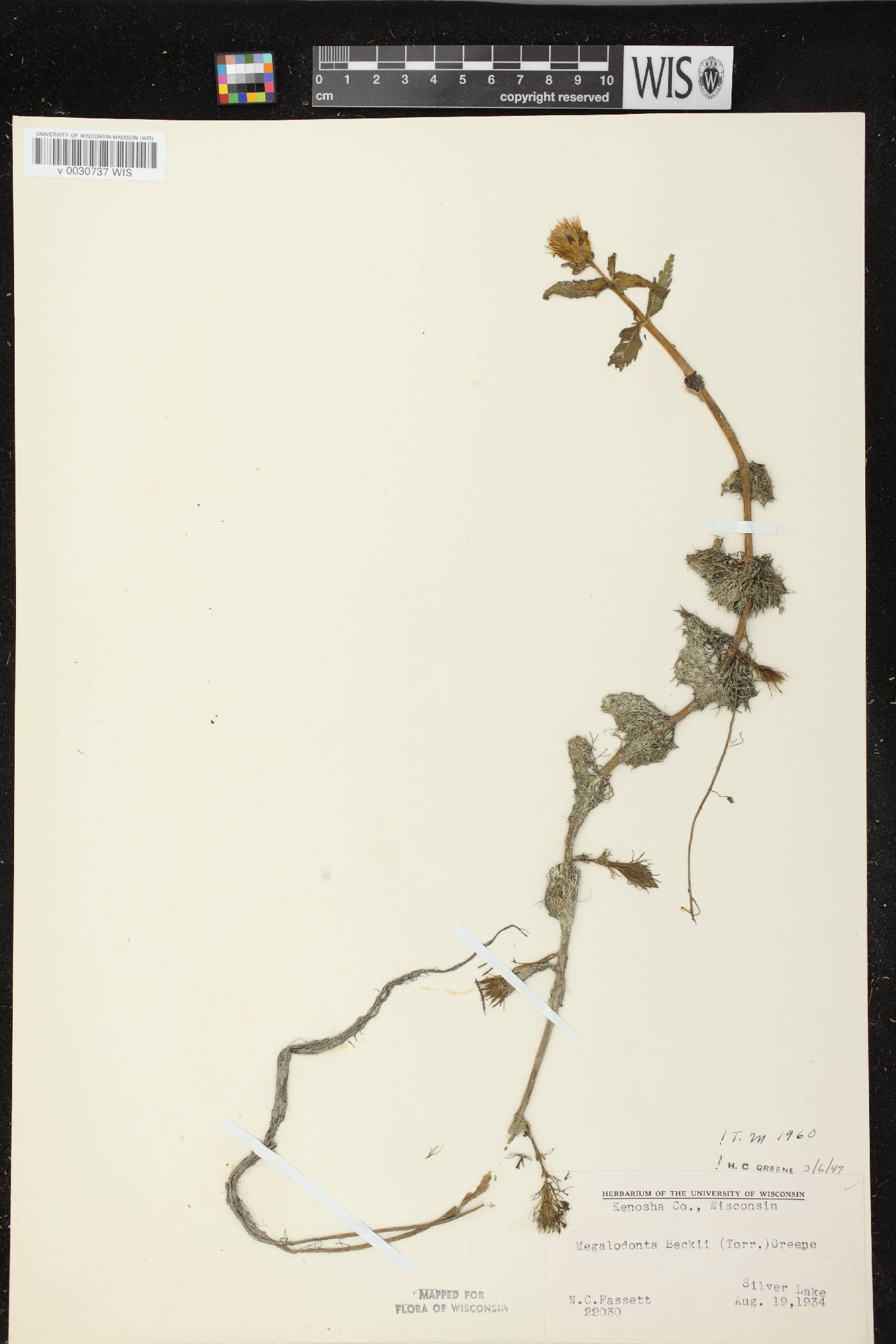 Bidens beckii image
